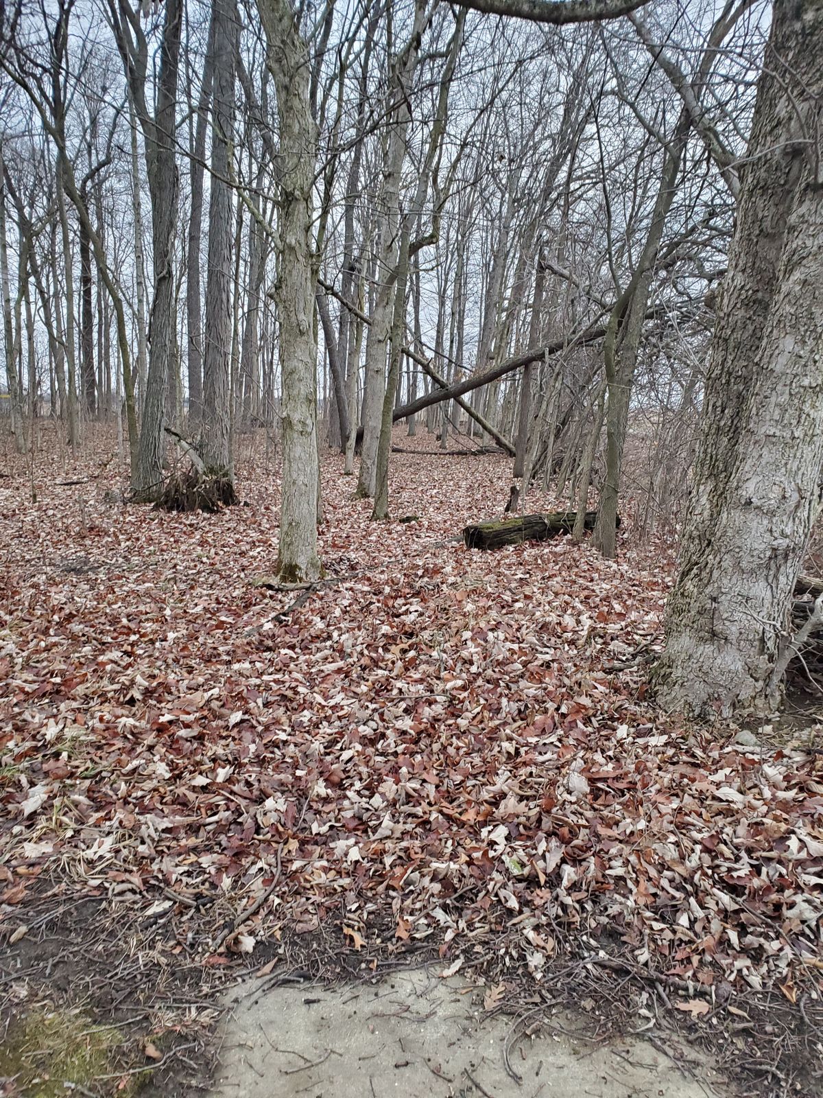 Trees down everywhere.