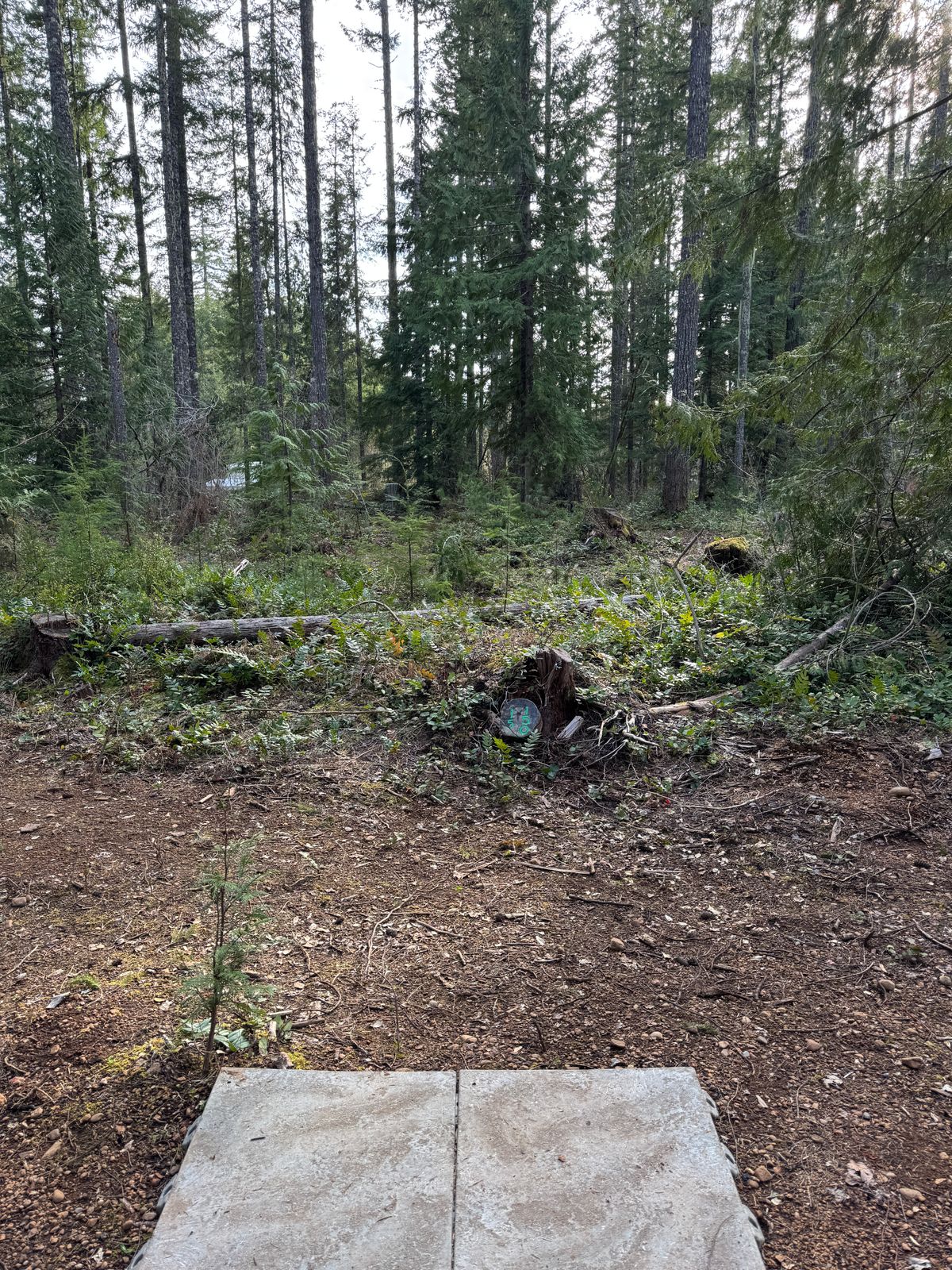 Hole 15. Only 150’. Give it a chance.