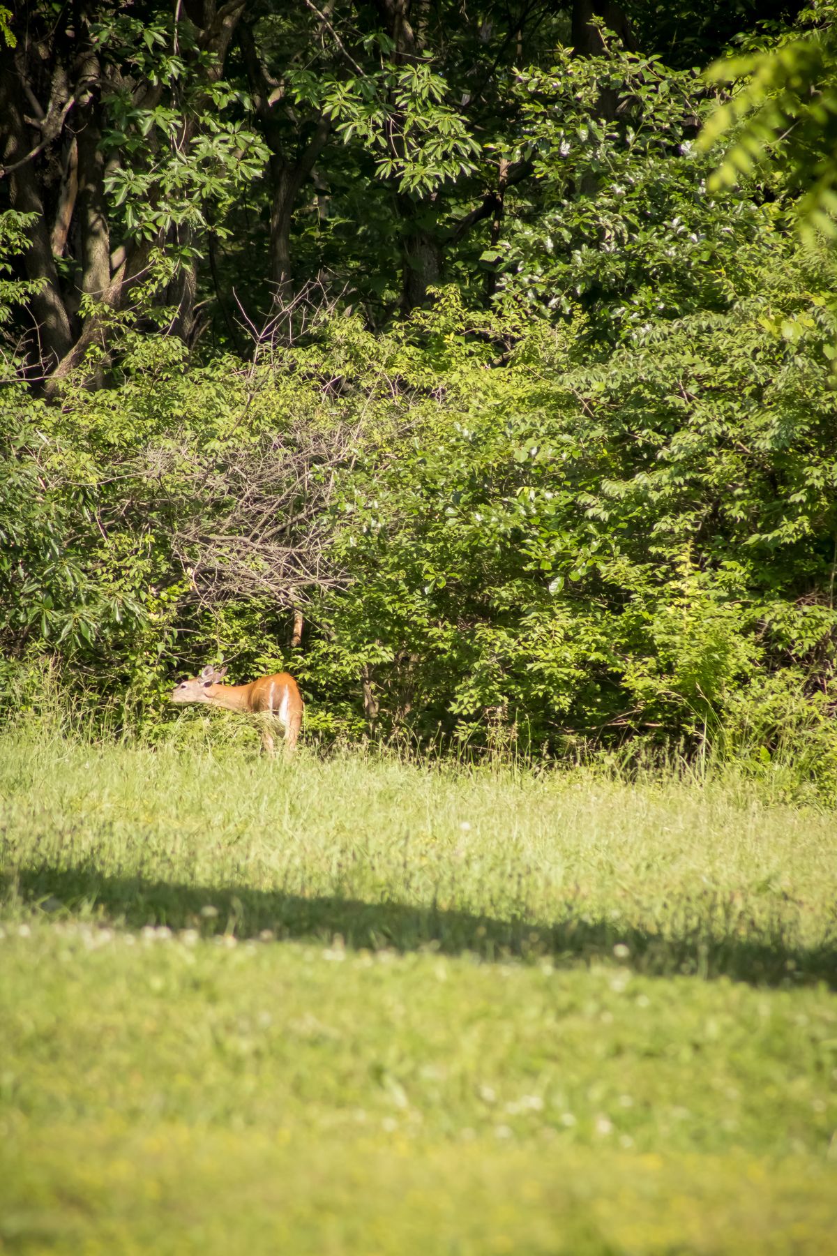 Deer on 1