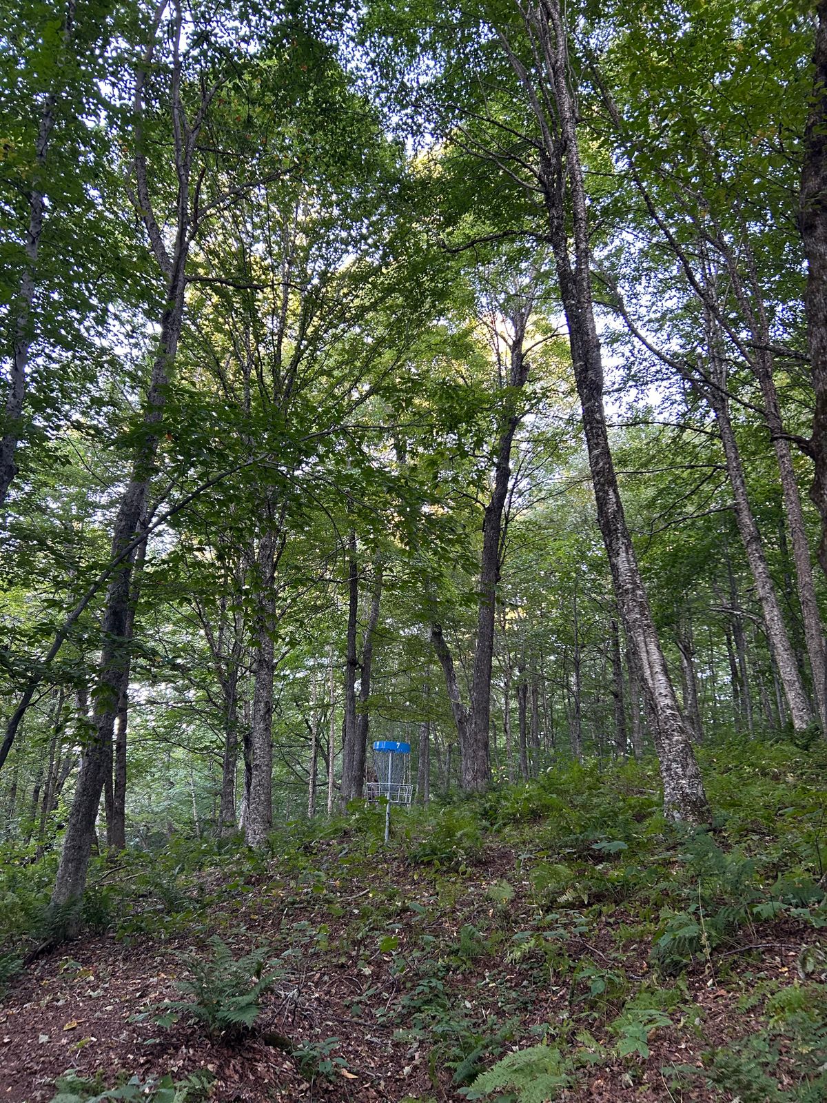 Hole 7 green