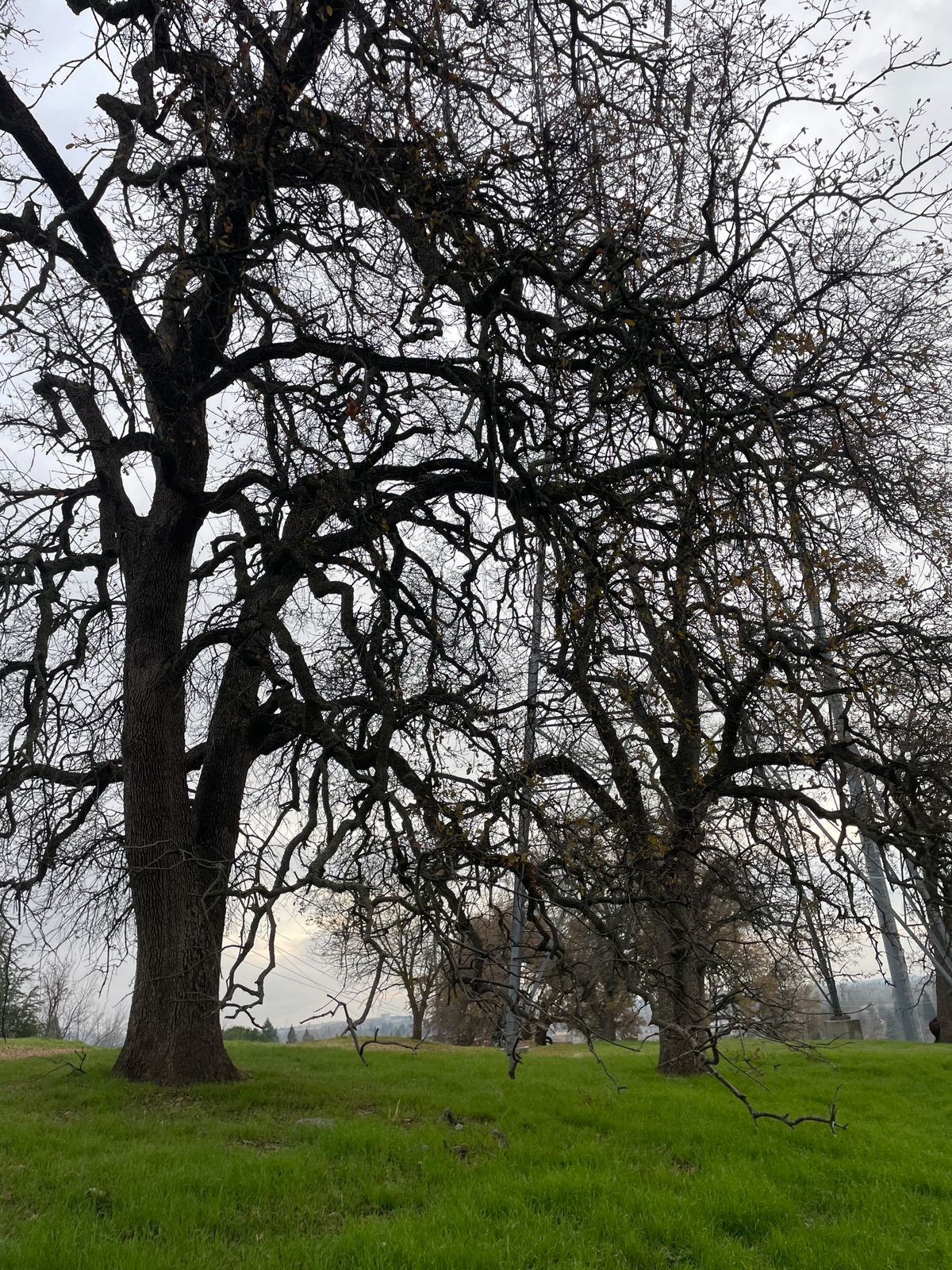 Lots of trees!