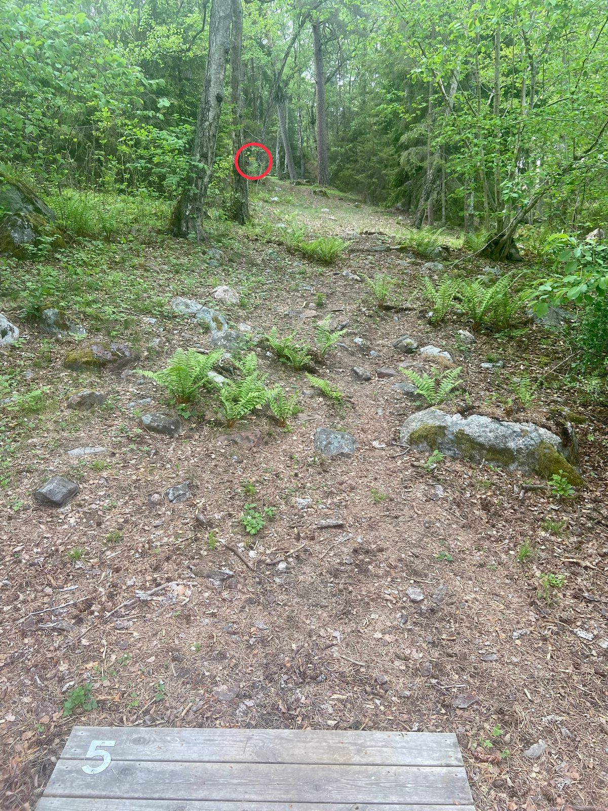 5. Uppför. Svag dogleg vänster.