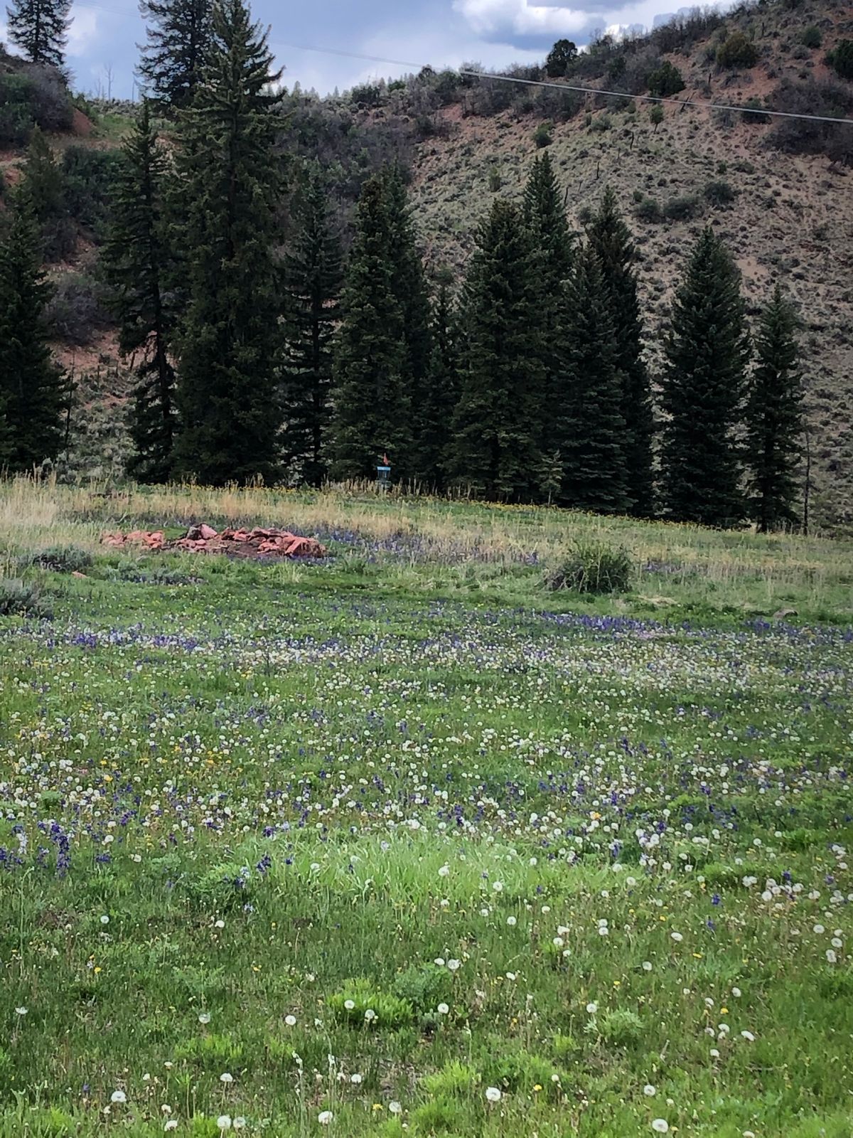 Wildflowers