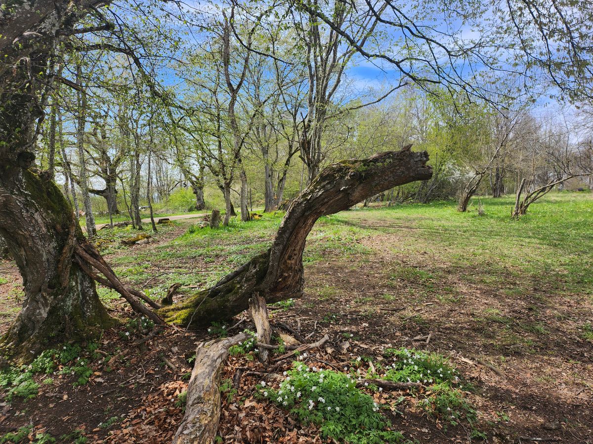 The lizard tree