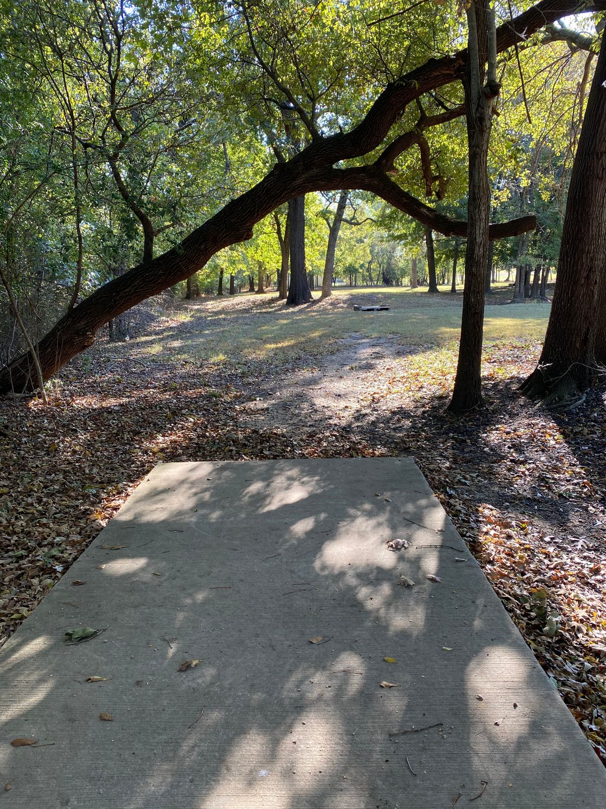 Hole 6, cool tree right in front of tee pad