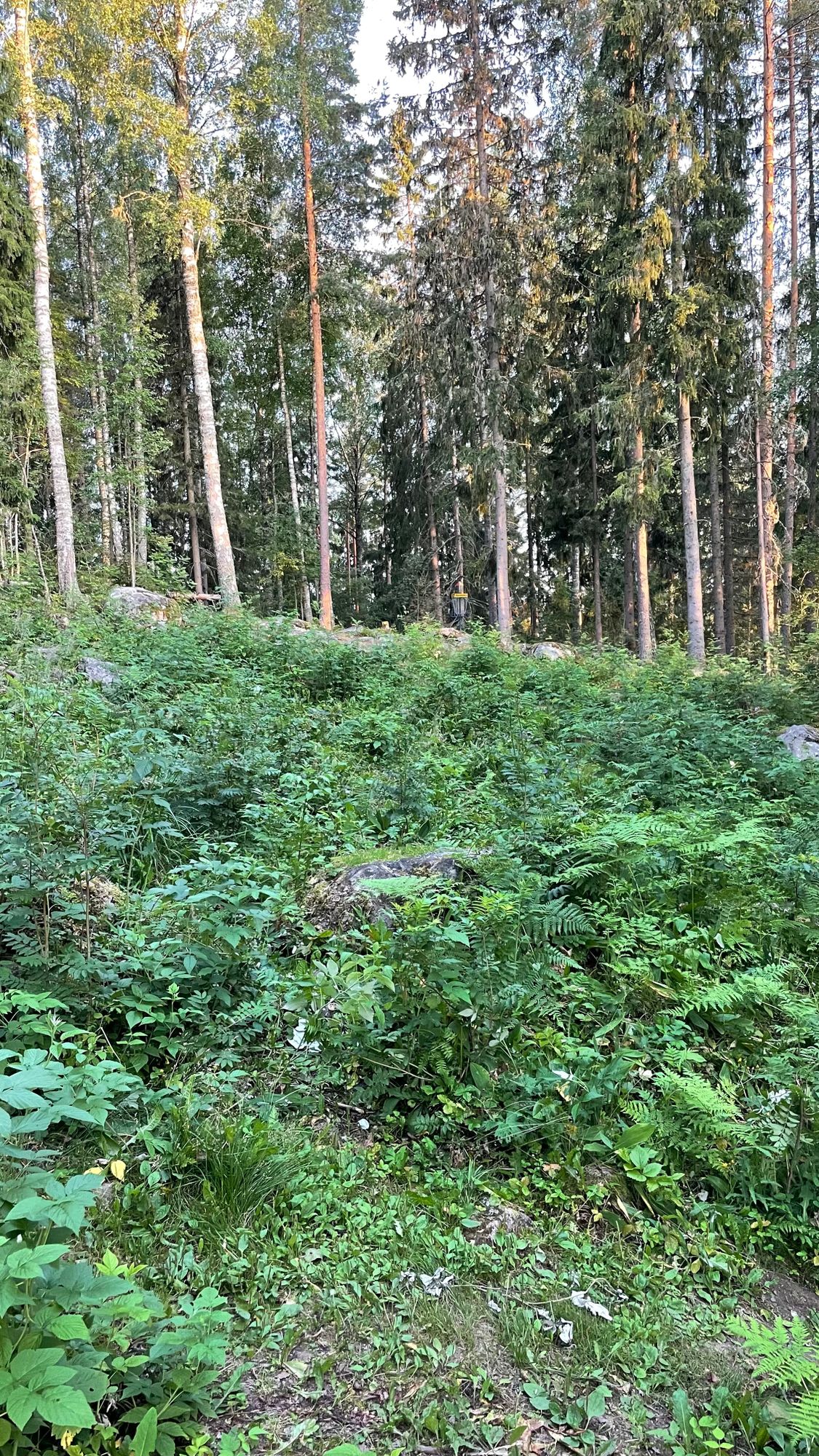 Väylä 17 melko rehevänä
