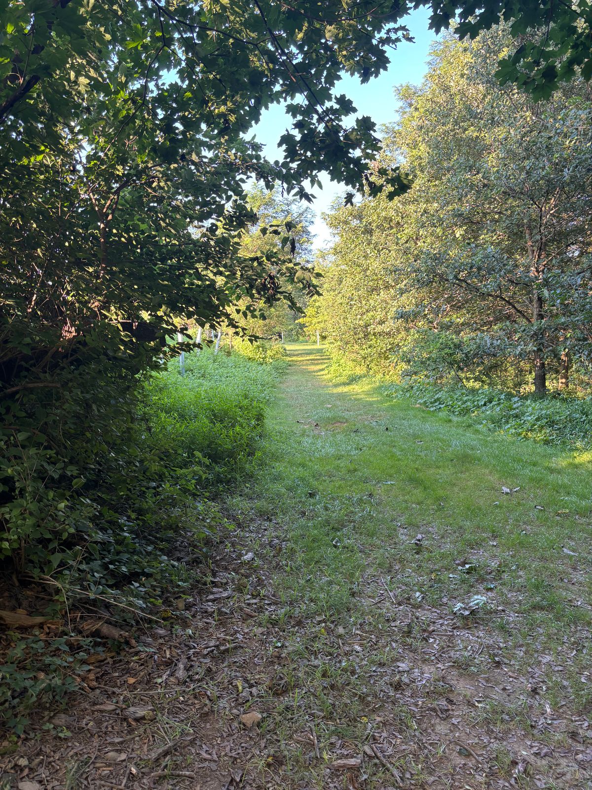Stays narrow on 6
