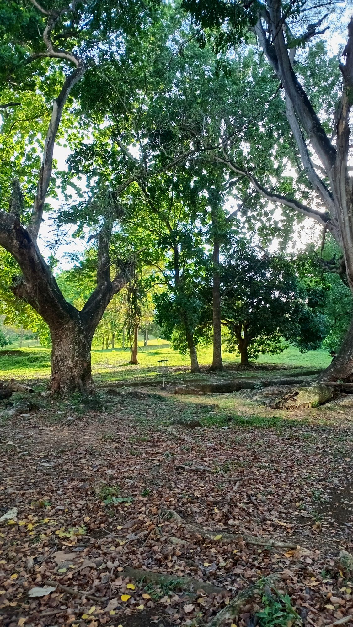 Parque Omar DG Course
Hole 6 Target