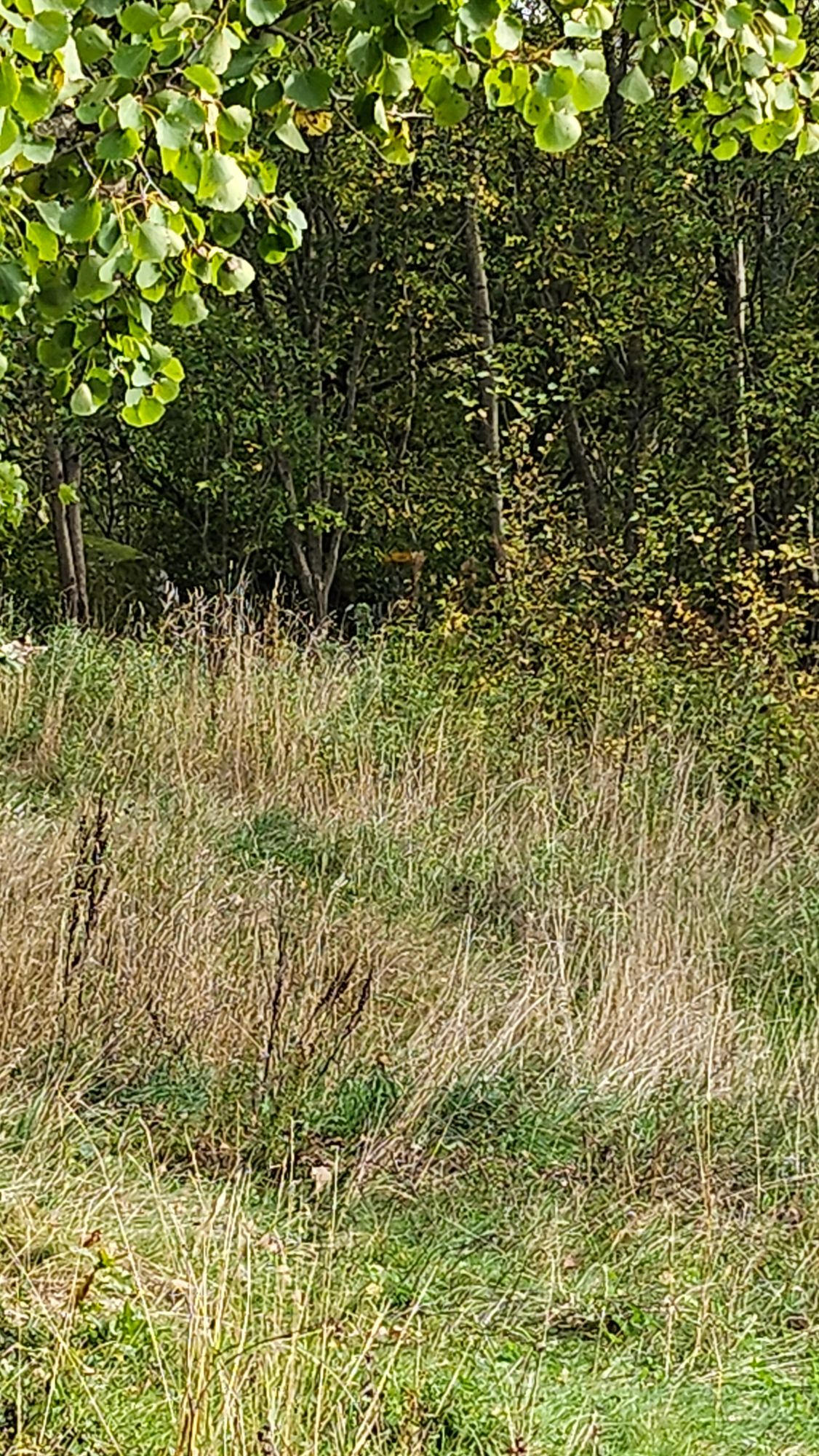 Inn i skogen der er kurven til hull 3
