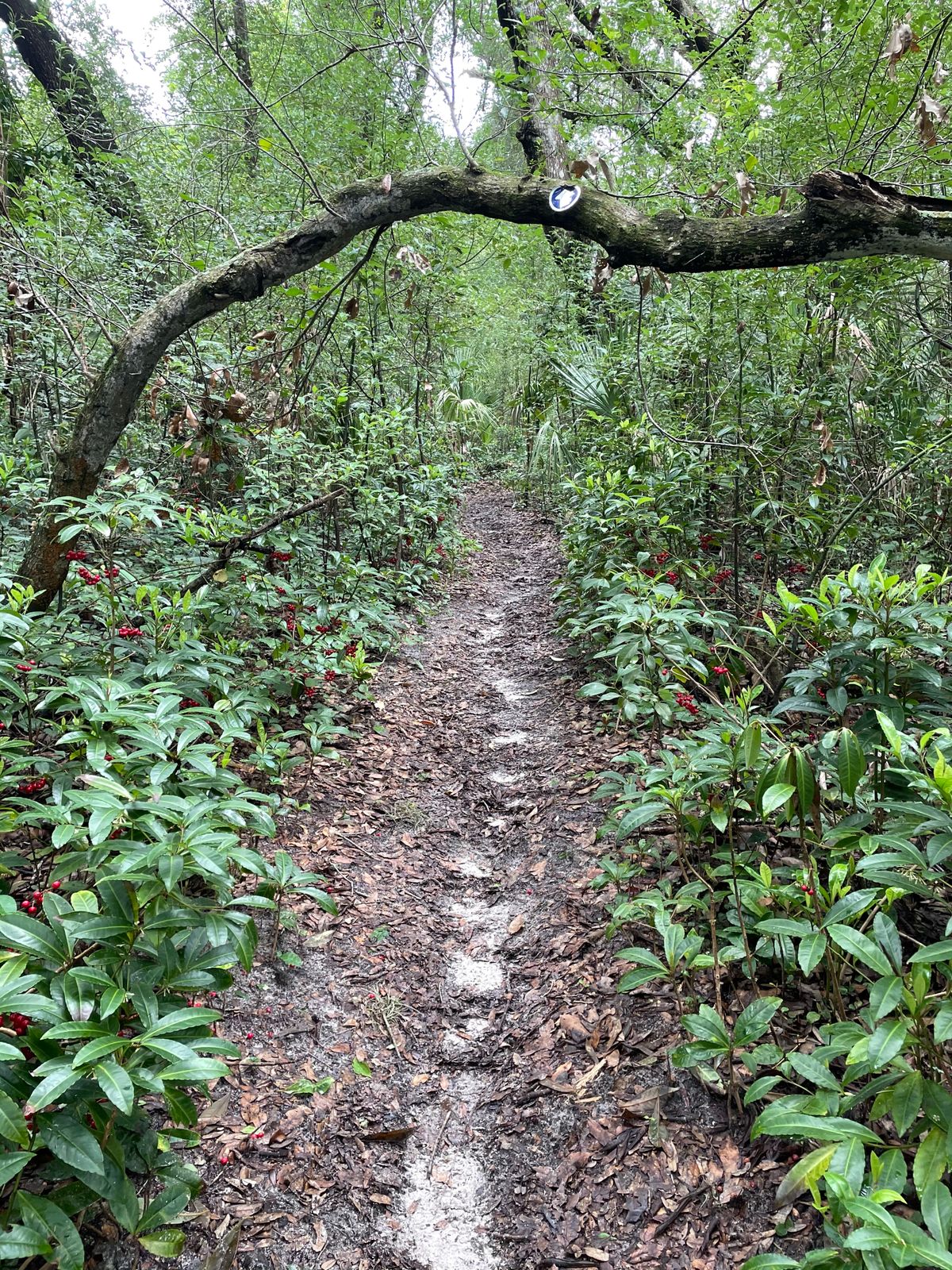 Path from hole 8-9