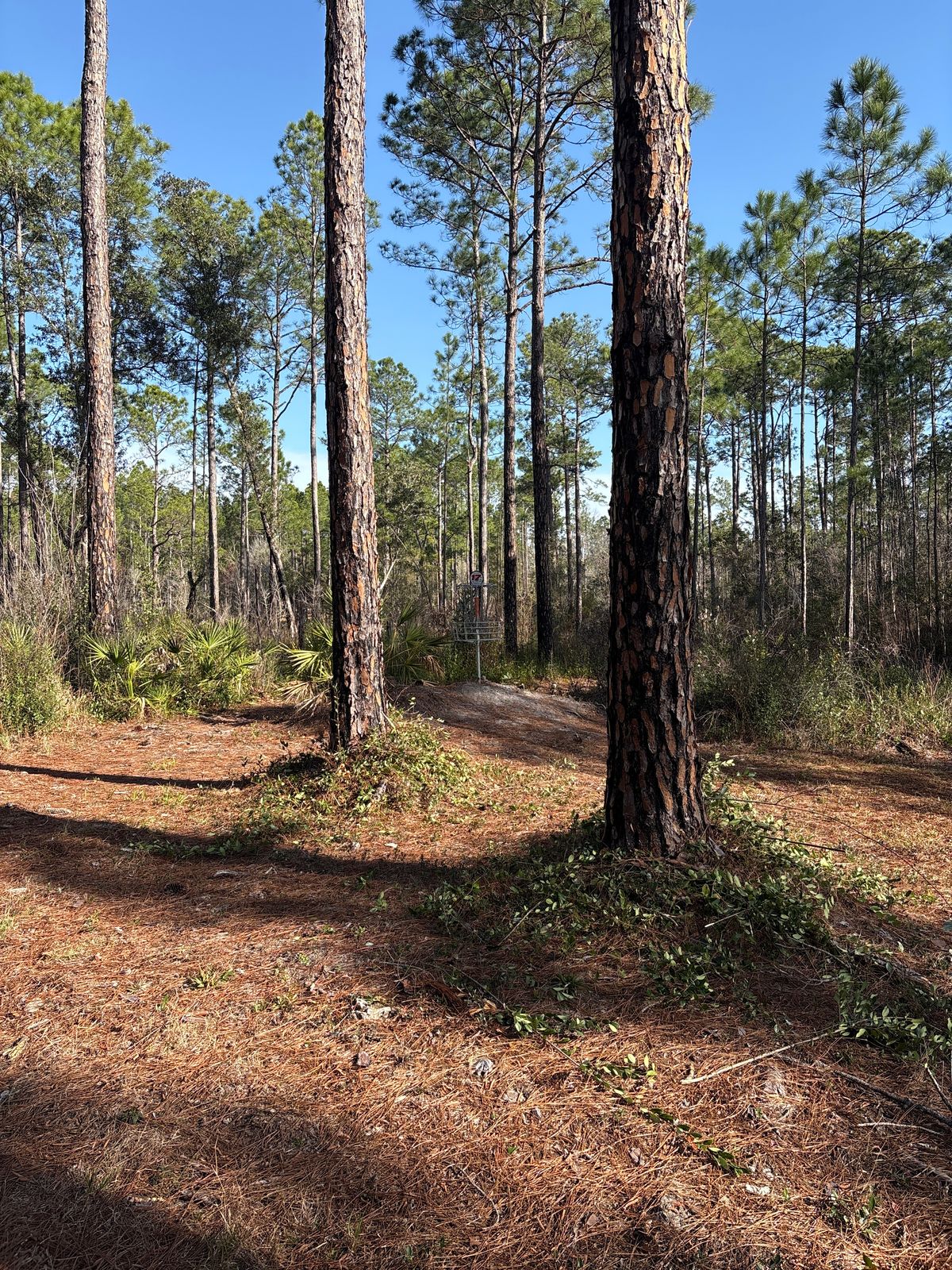 just outside circle one looking at the basket 