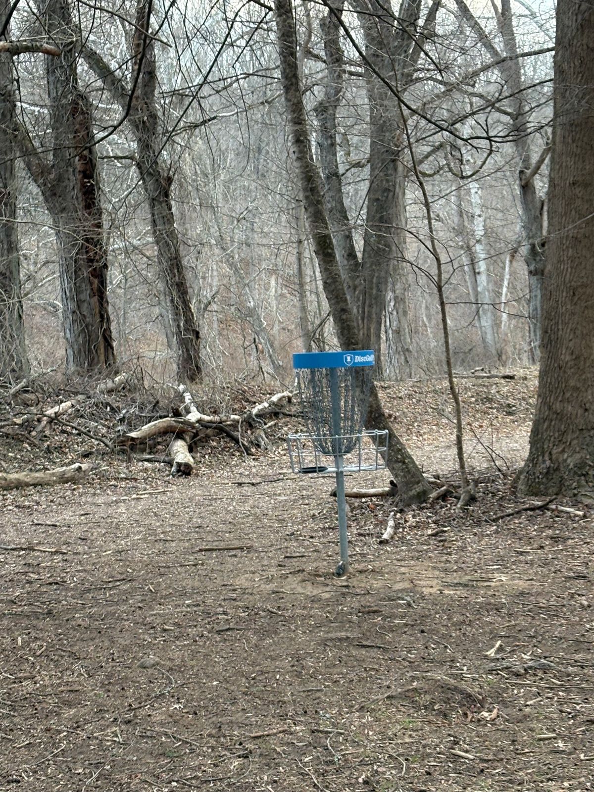 8s basket is tucked to the right in a cluster of trees a little hard to see off the tee