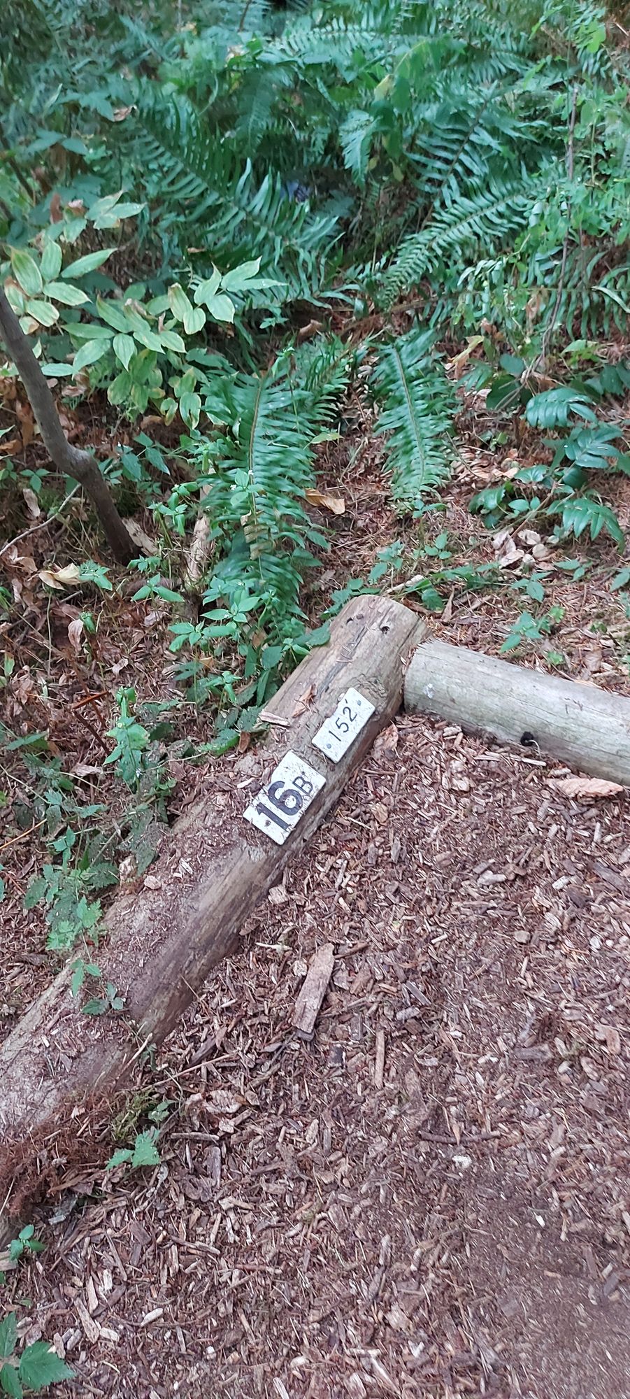 Tee pad 16.🪵🌿🪵🌿🪵