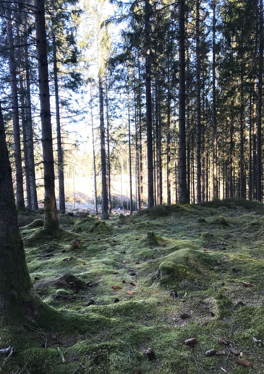 Hål 6 ner mot korg