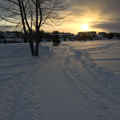 Early morning winter golf on the groomer course.
