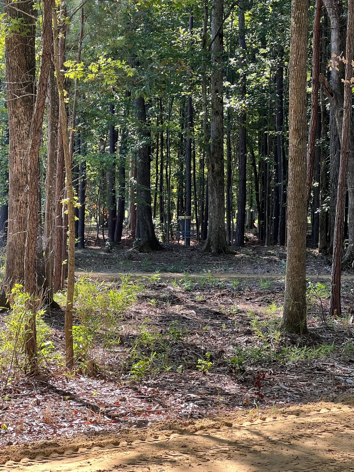 Hole 8 tee