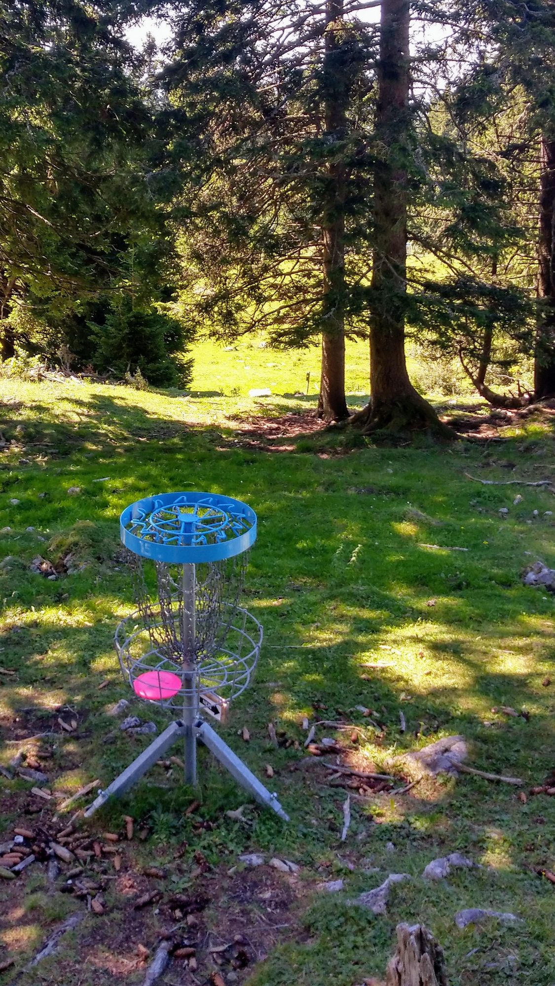Hole 15 (severely uphill with a window like gap due to the low hanging branches)