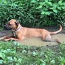 updog3