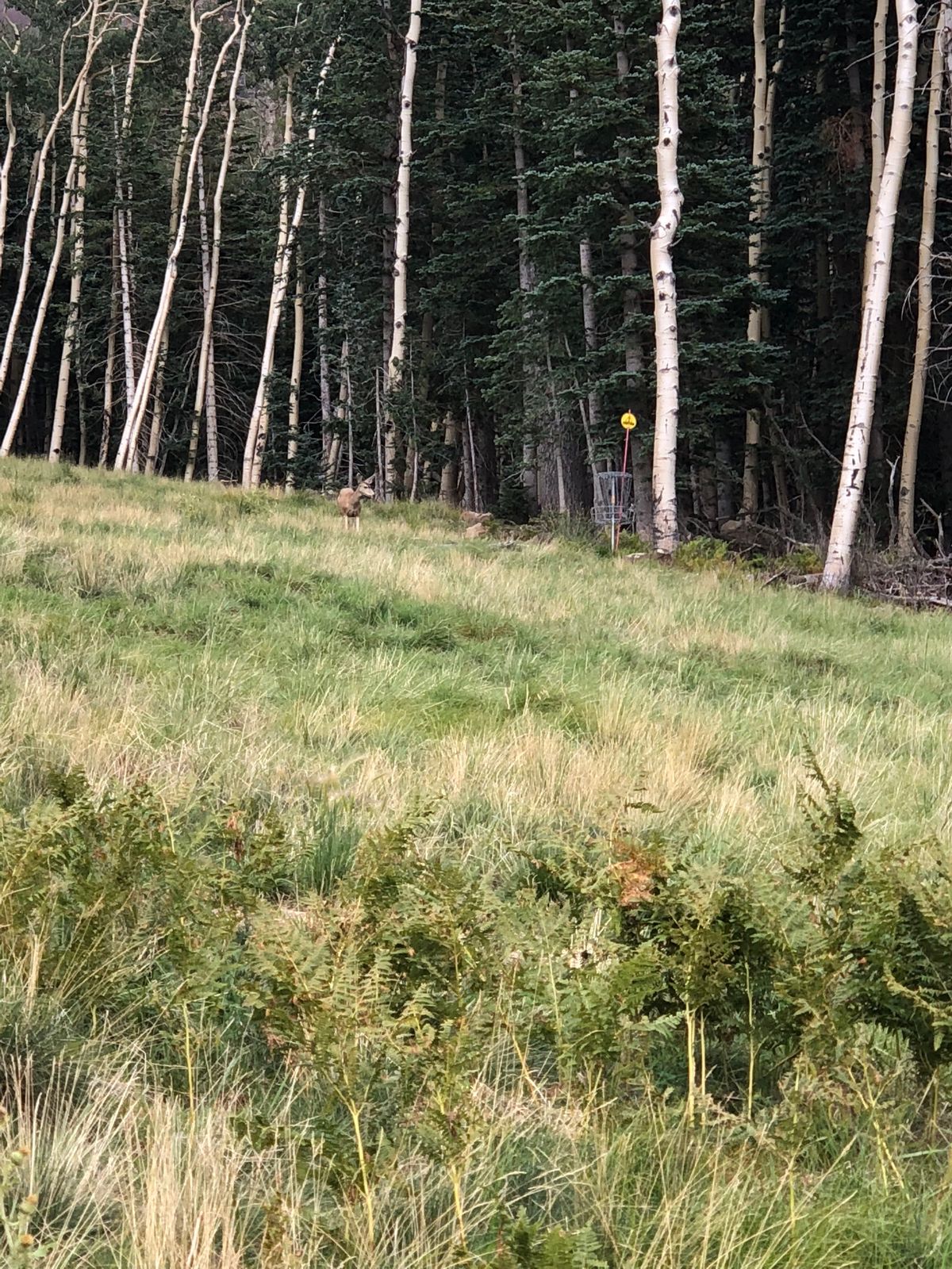 Can you spot the deer?