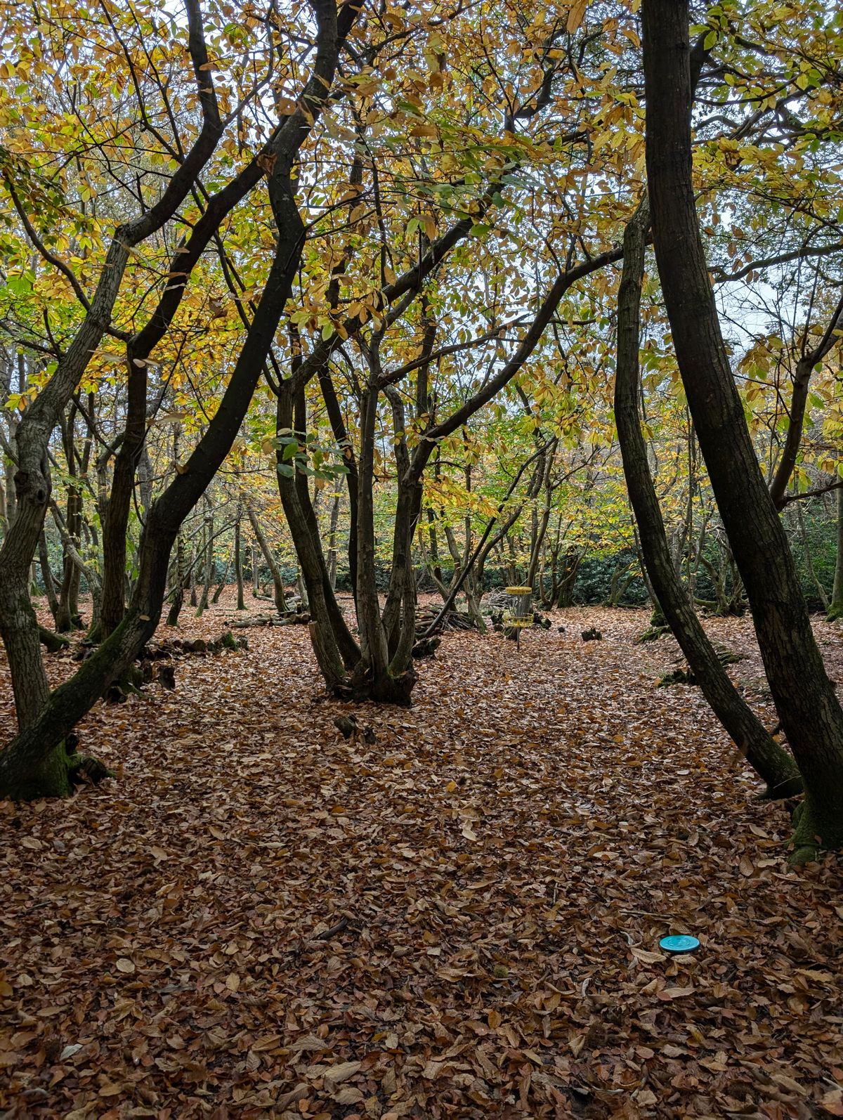 Hole 4 approach blue/yellow