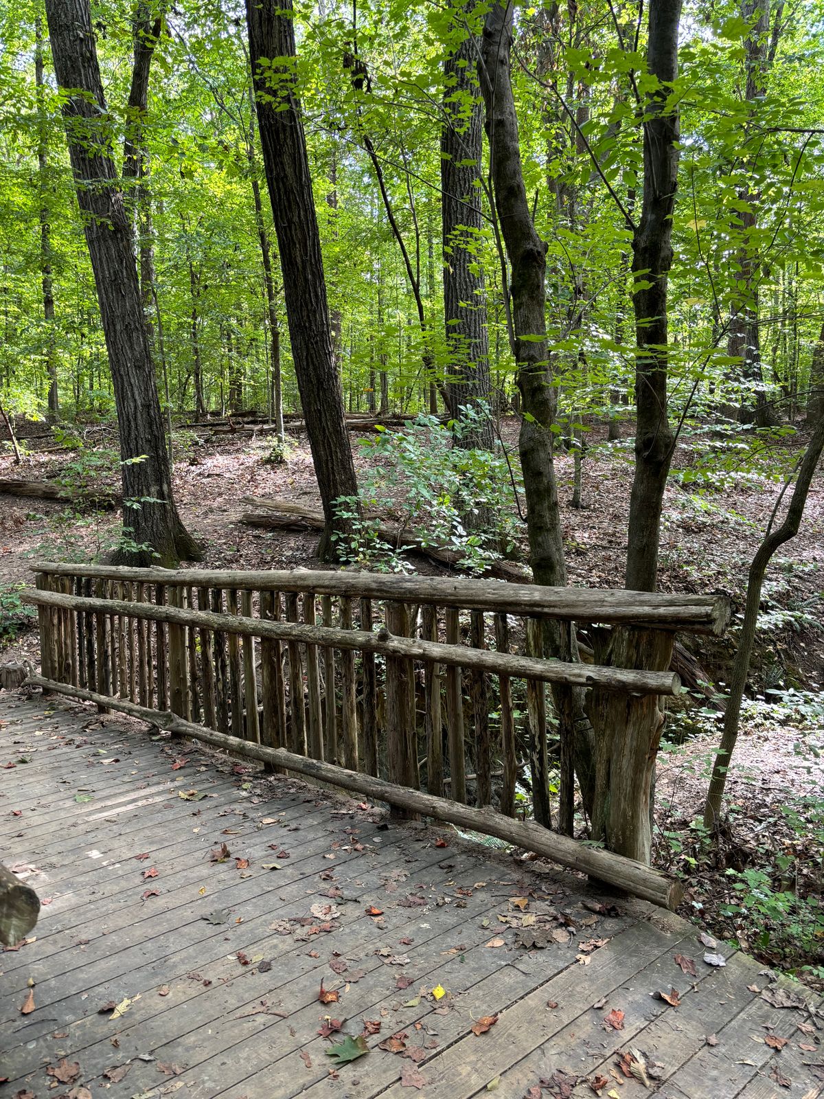 Gorgeous woods and nice bridge work