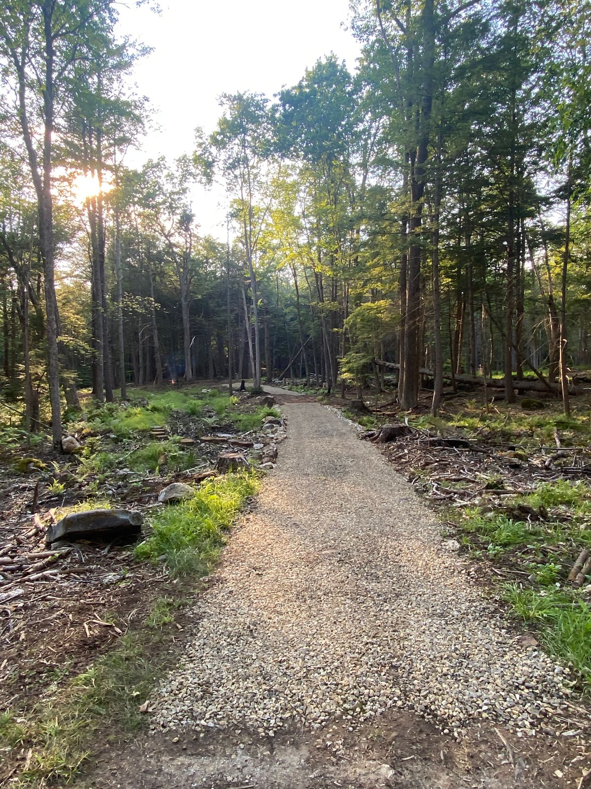 Fairway 7 looking back towards the tee box