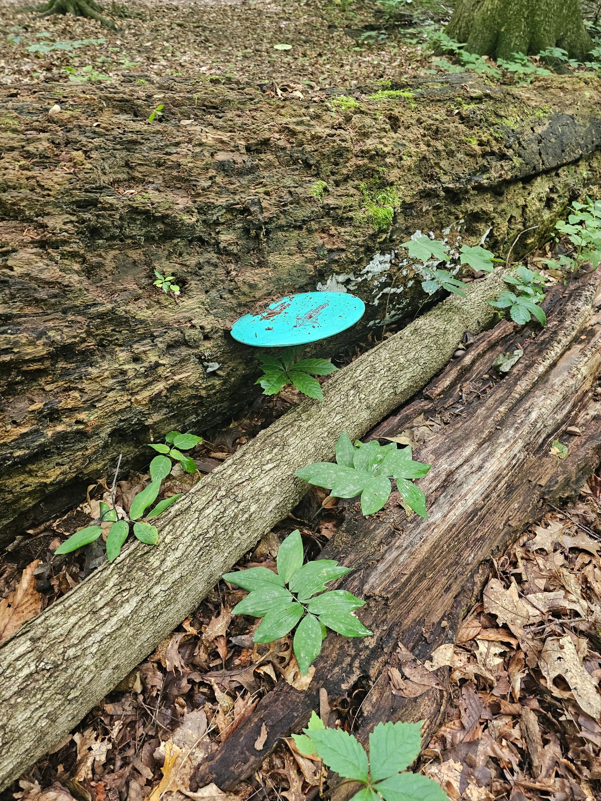 Who put this log here!?!
