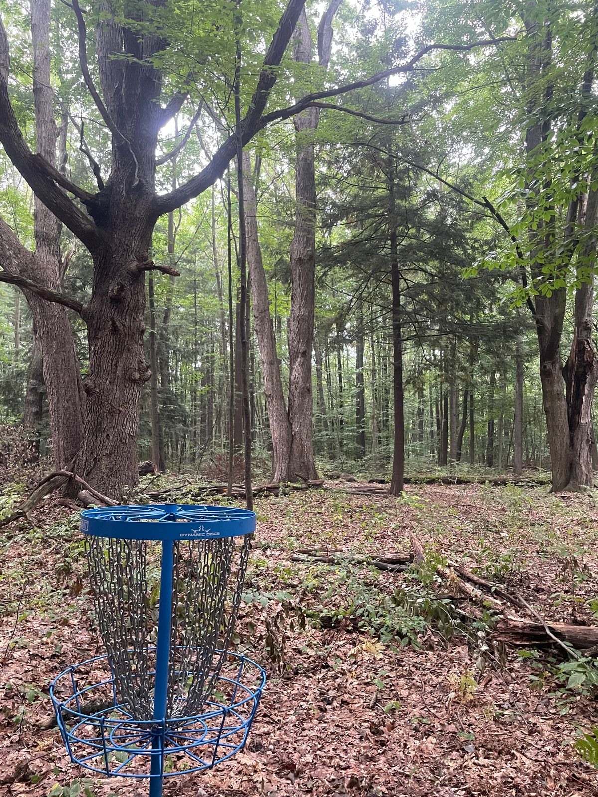Basket of Hole 15 placed in between 3 of the biggest trees on the property