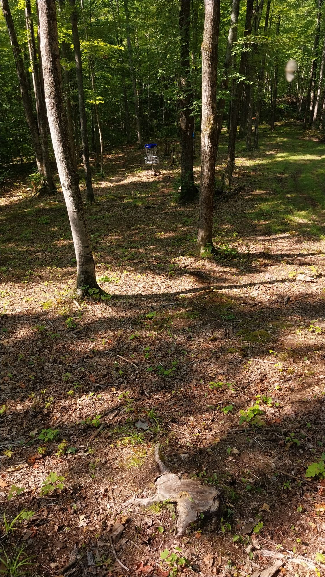 Hole 6 short