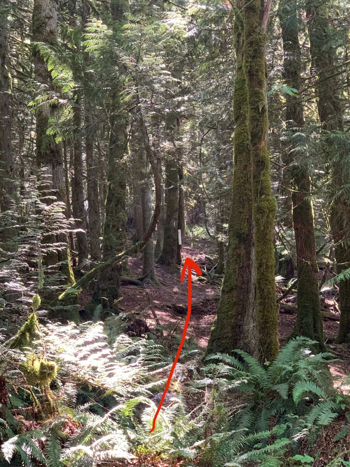Hole 4: Basilisk