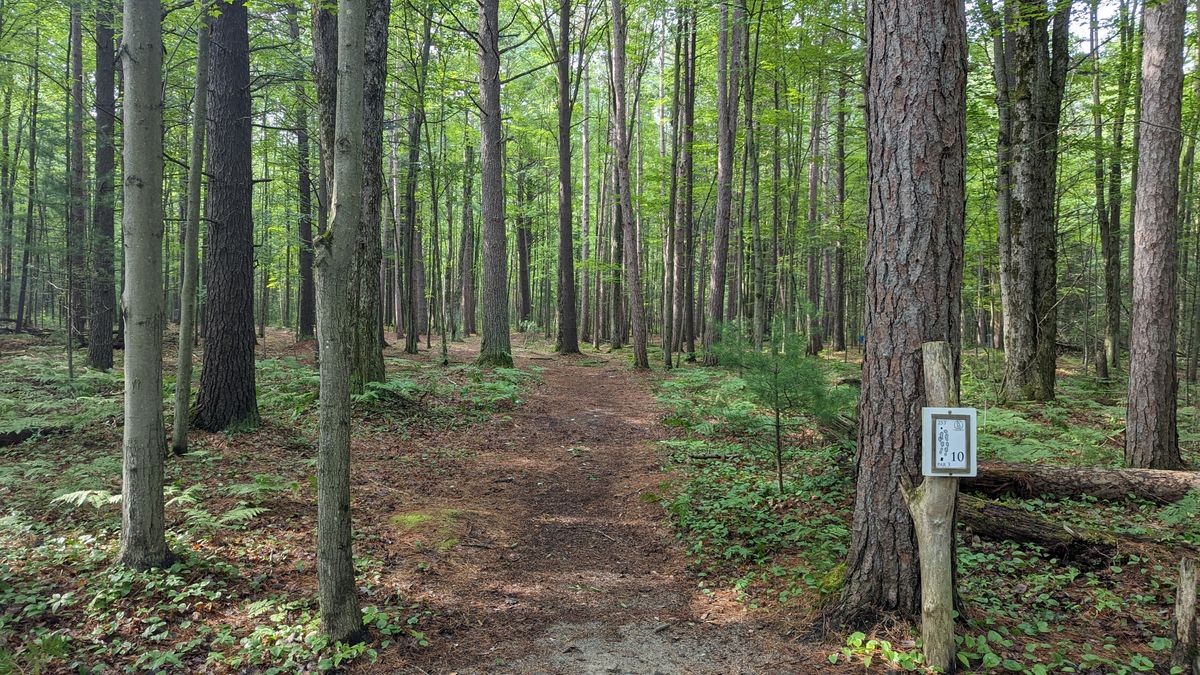 Great wooded areas