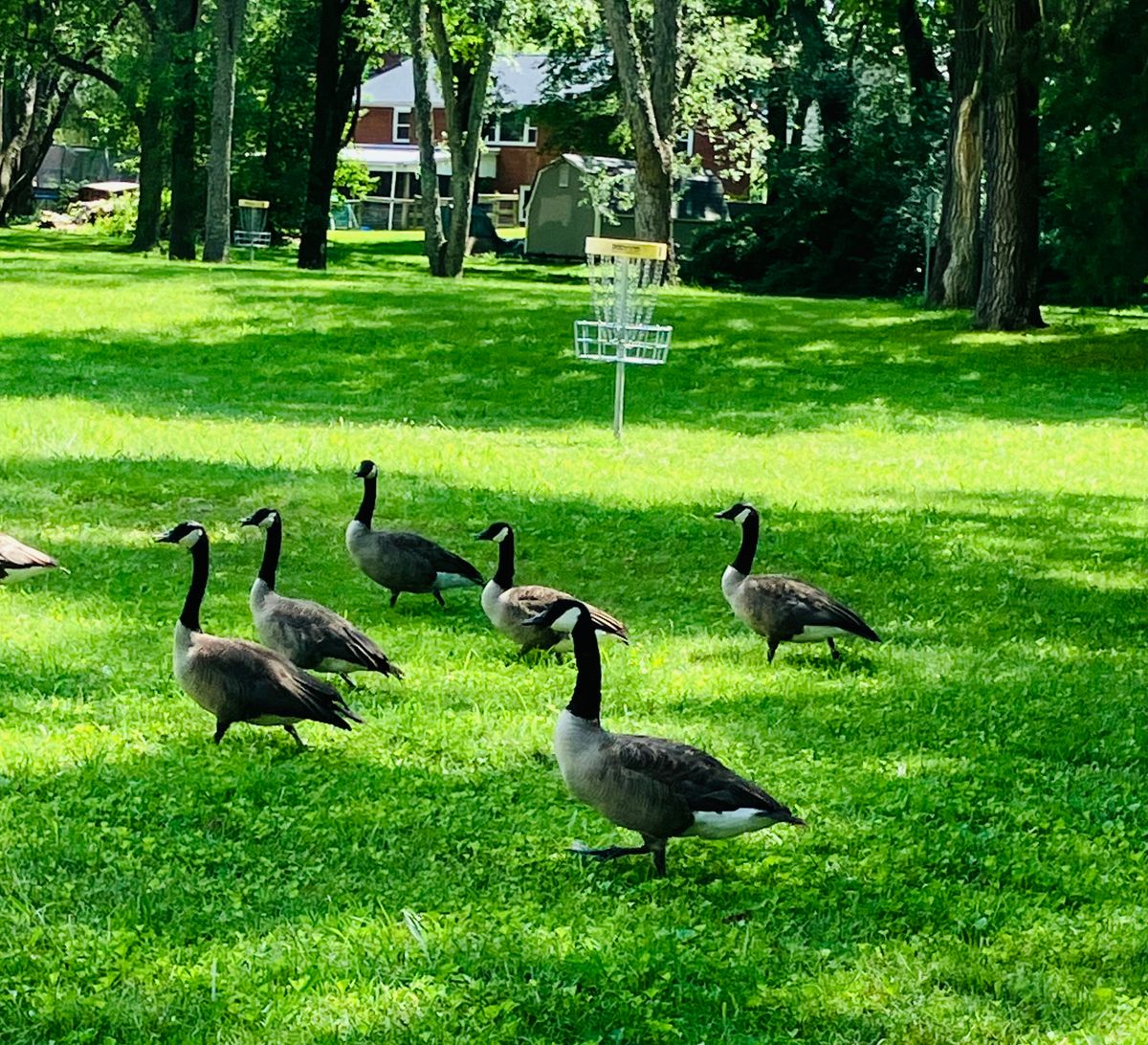 Don’t mind the course geese they’ll move lol