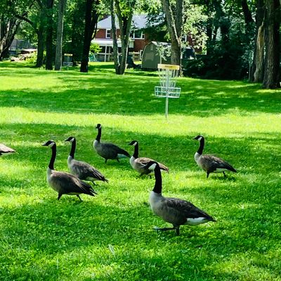 Don’t mind the course geese they’ll move lol