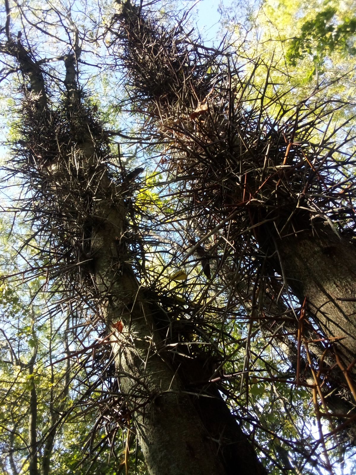 Just watch out for Spikey trees!!