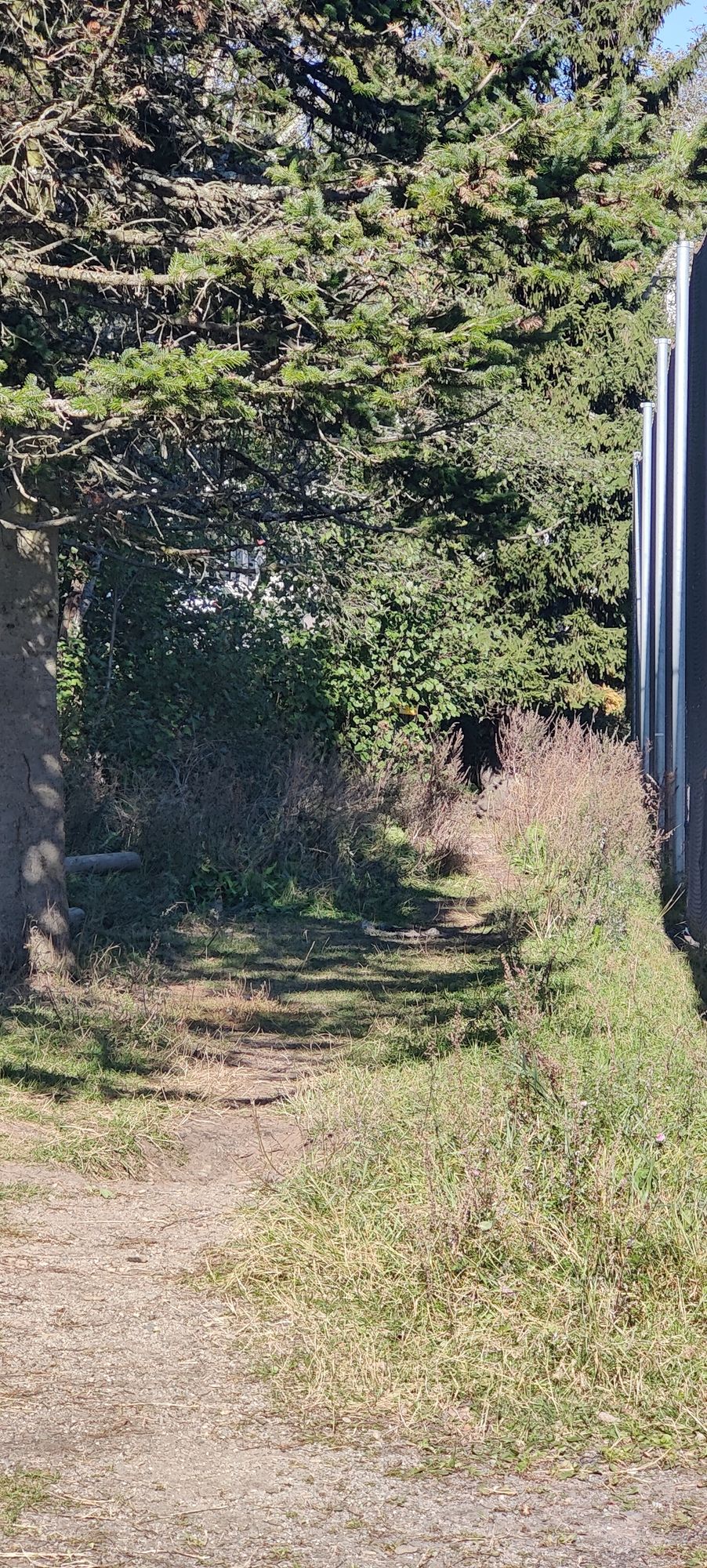 Basket 1 is protected by overgrown trees and foliage