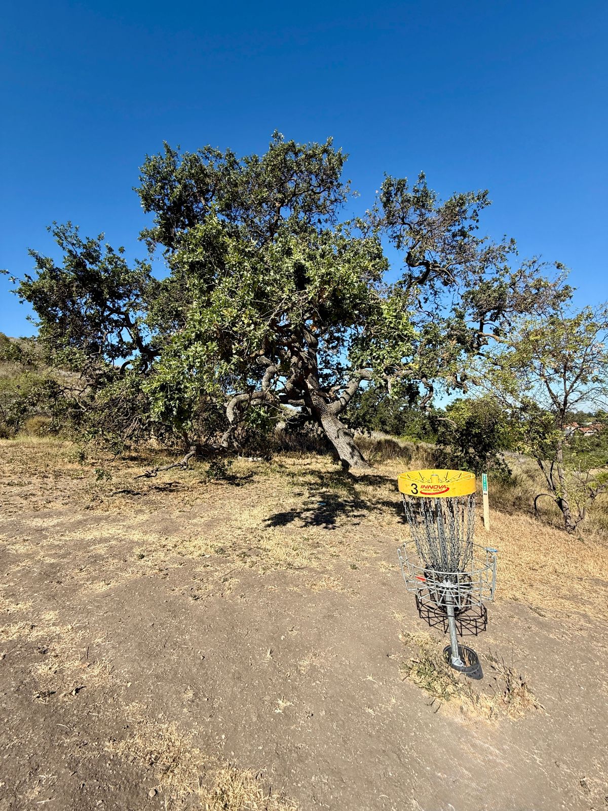 Hole 3 Basket and tree vertical