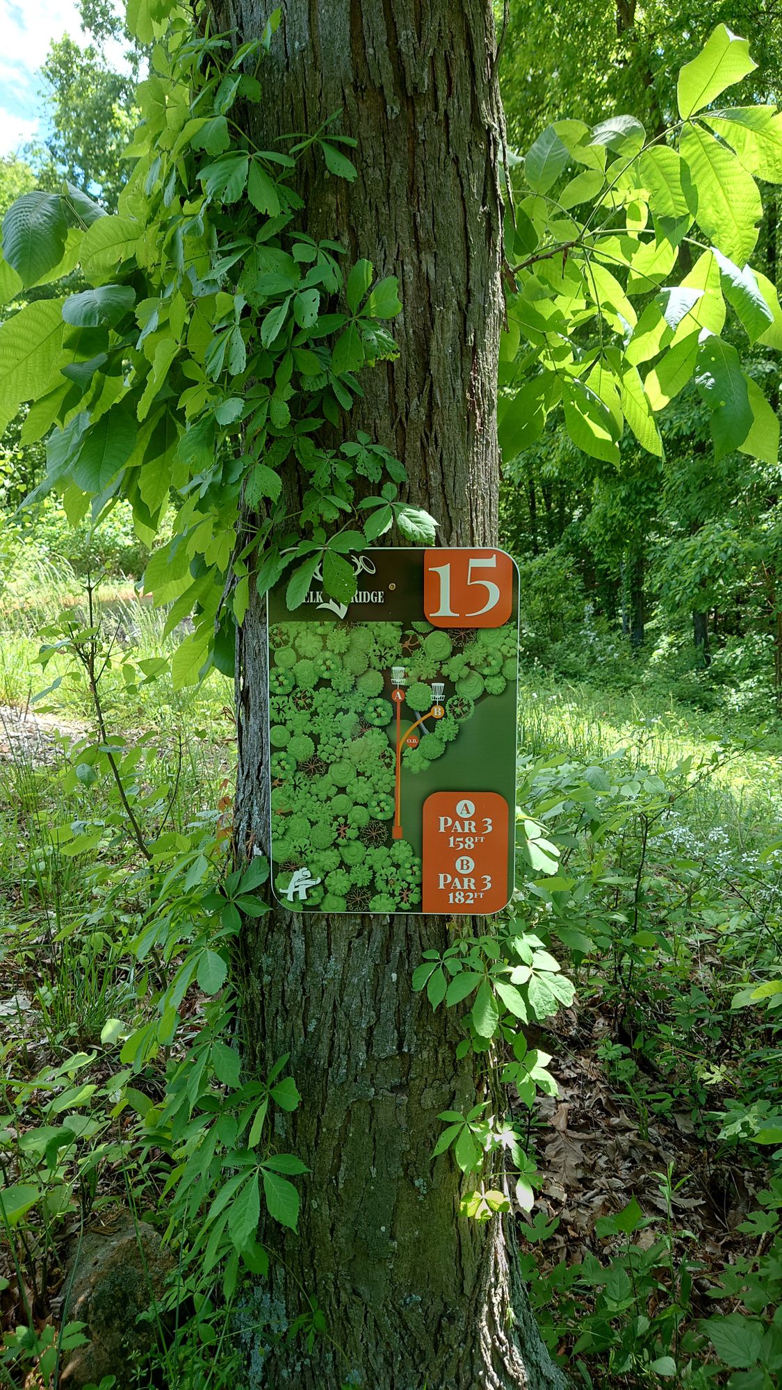 Hole 15 tee sign.