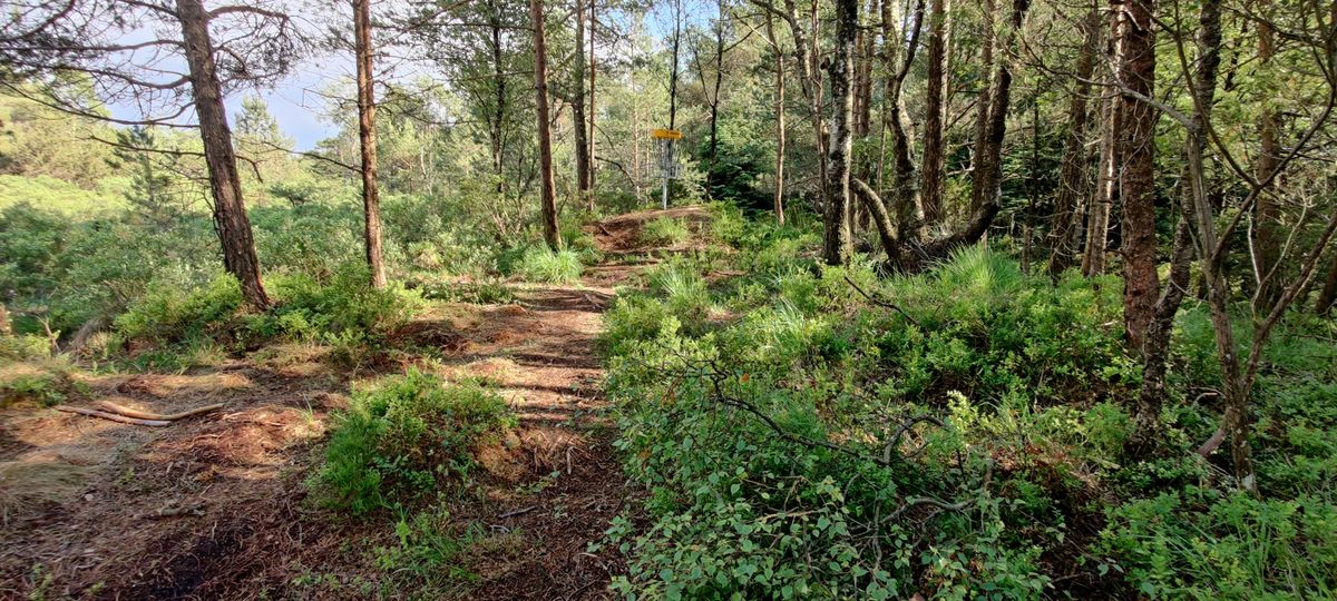 Basket hole 5