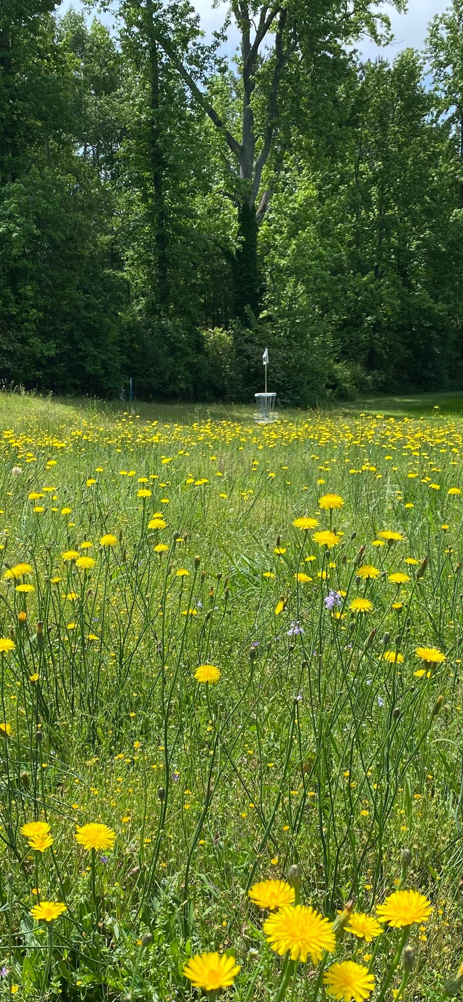 Wildflowers in bloom on hole 5