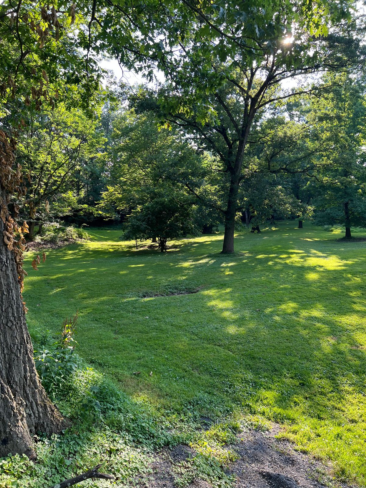Hole 10 facing the tee box. 180’ from tee, 280’ from basket. Same place as other photo