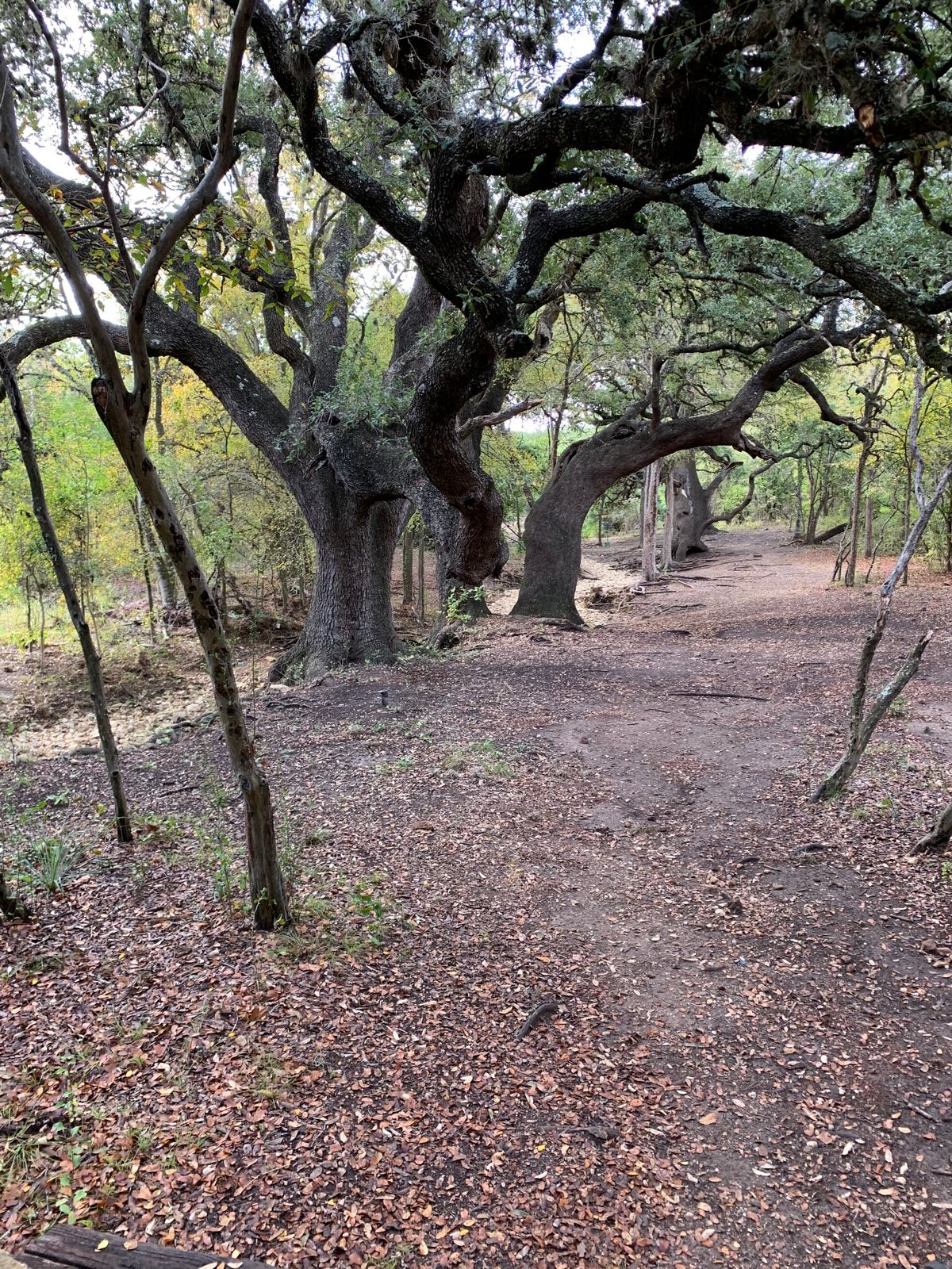 Hole 16, mostly easy birdie if you get past these gnarly trees