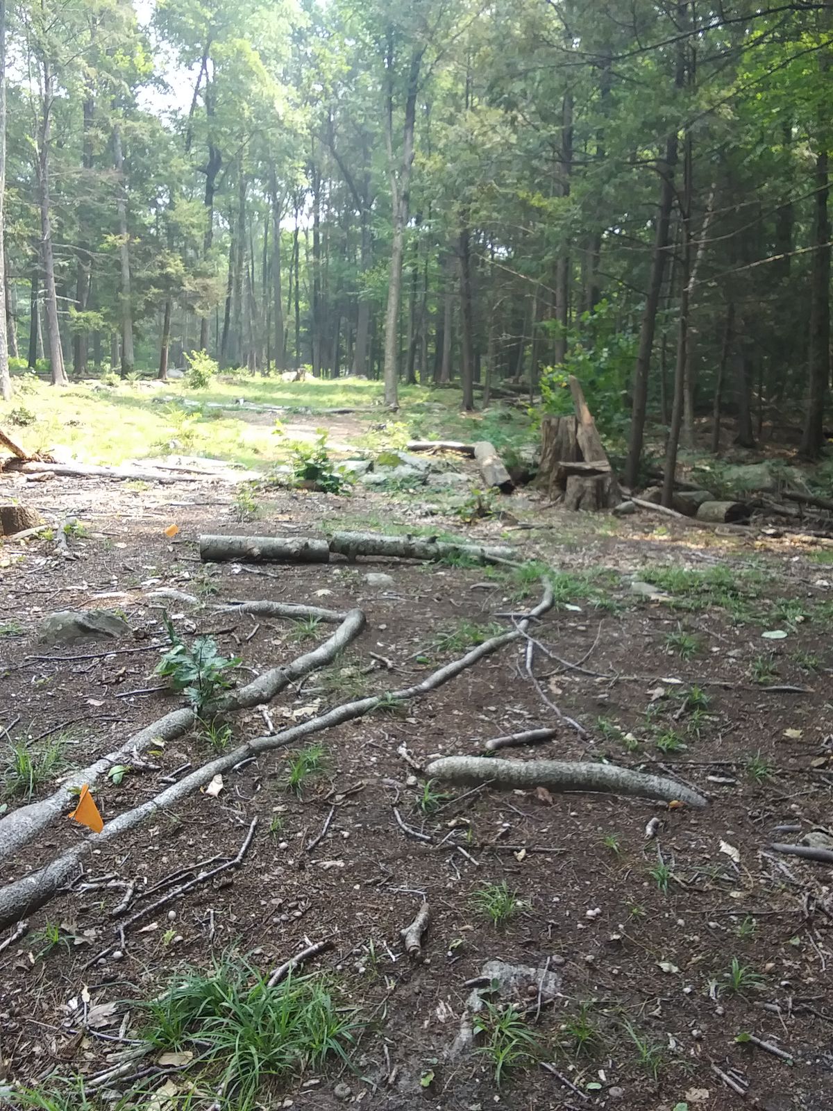 Hole 4 short tee area.