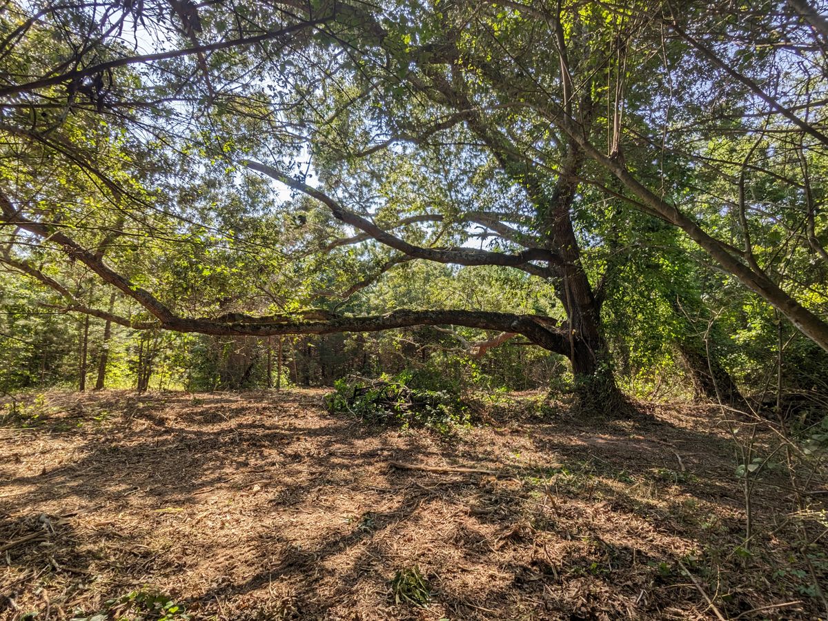 Magnificent oak at the long tees of Hole #11