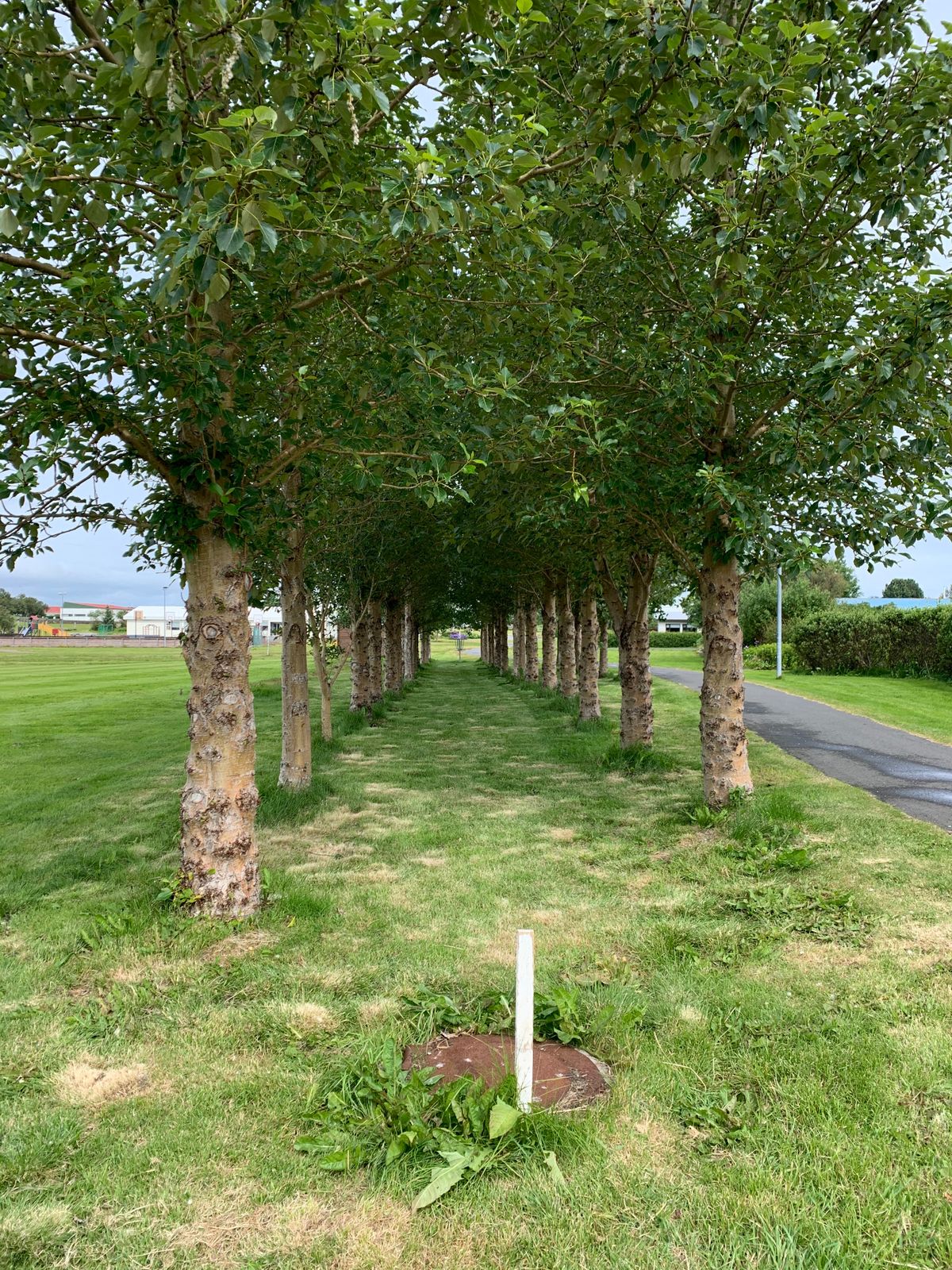 Hole 7