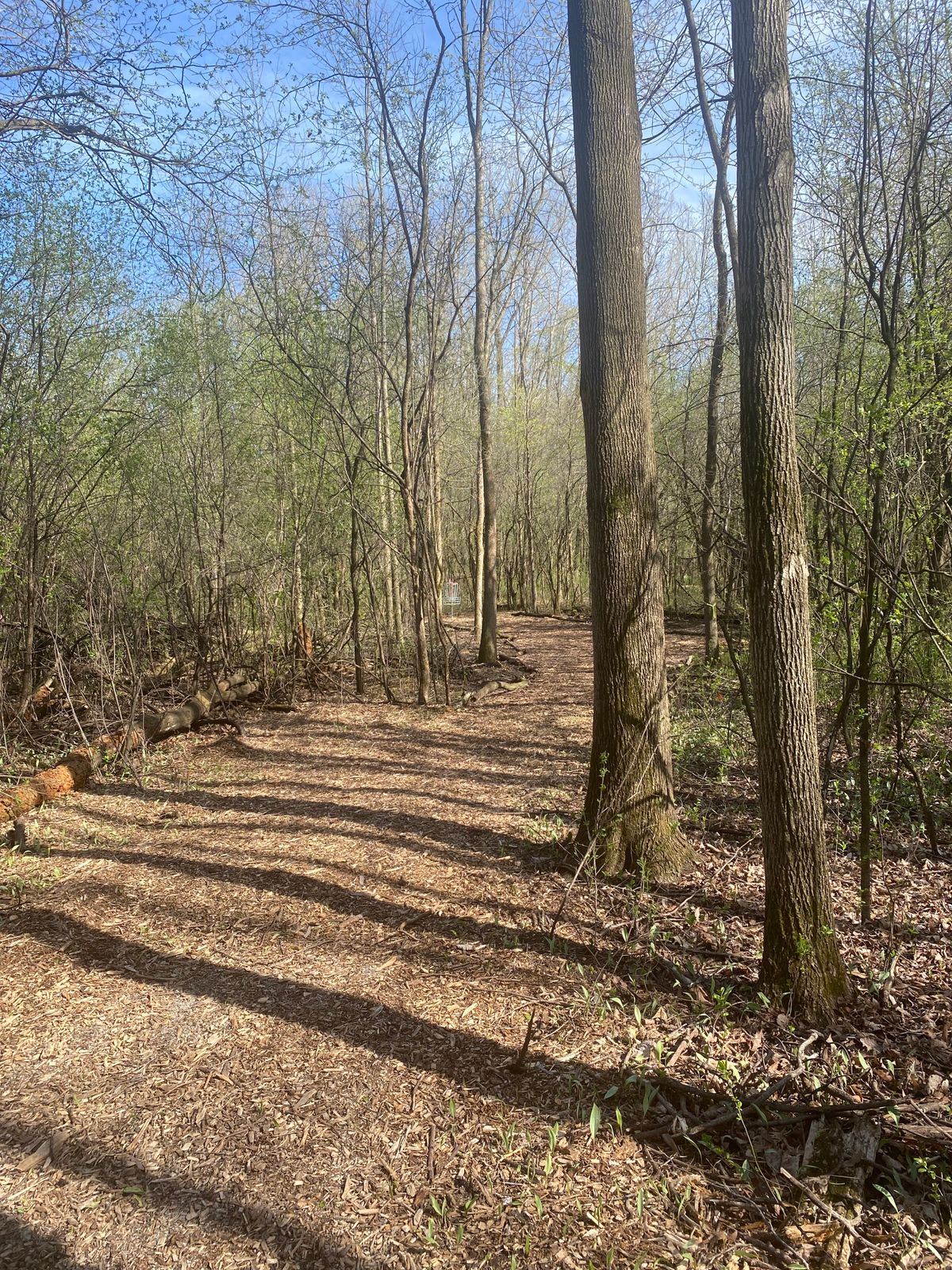 Hole 5 tee