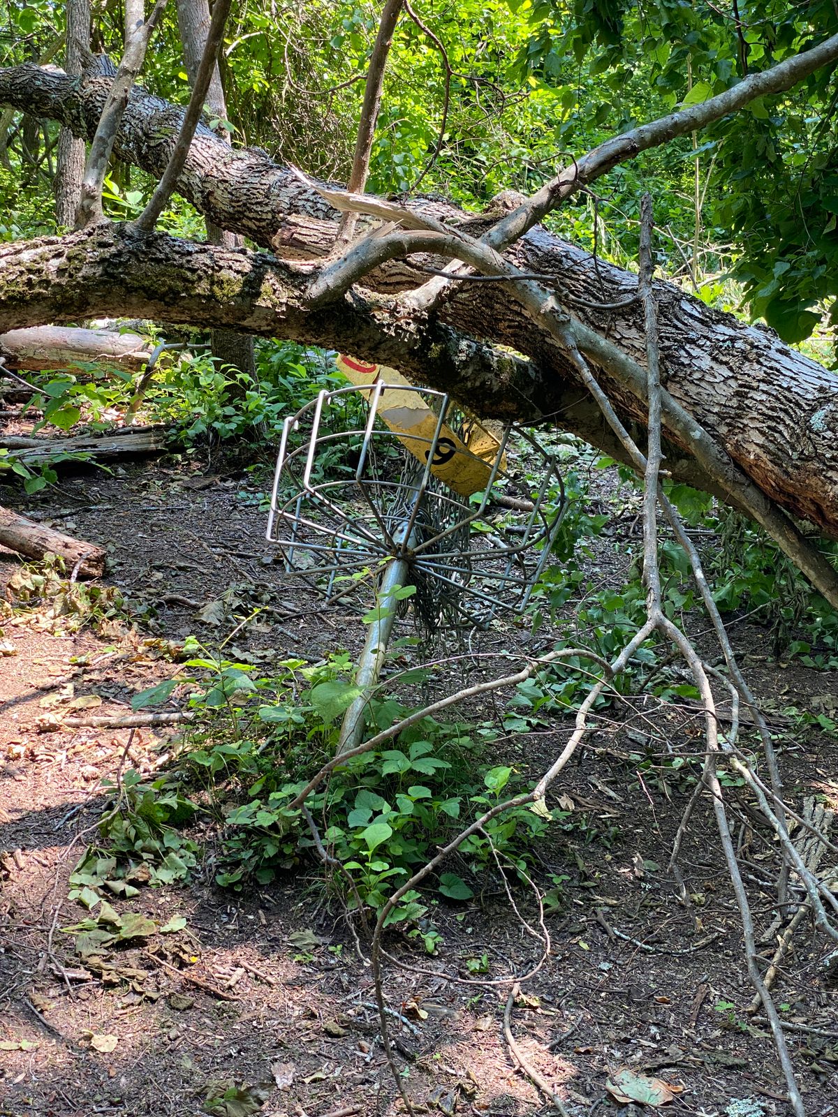 Tree down on #6 basket