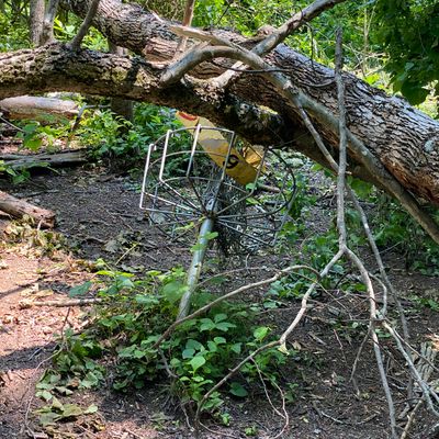 Tree down on #6 basket