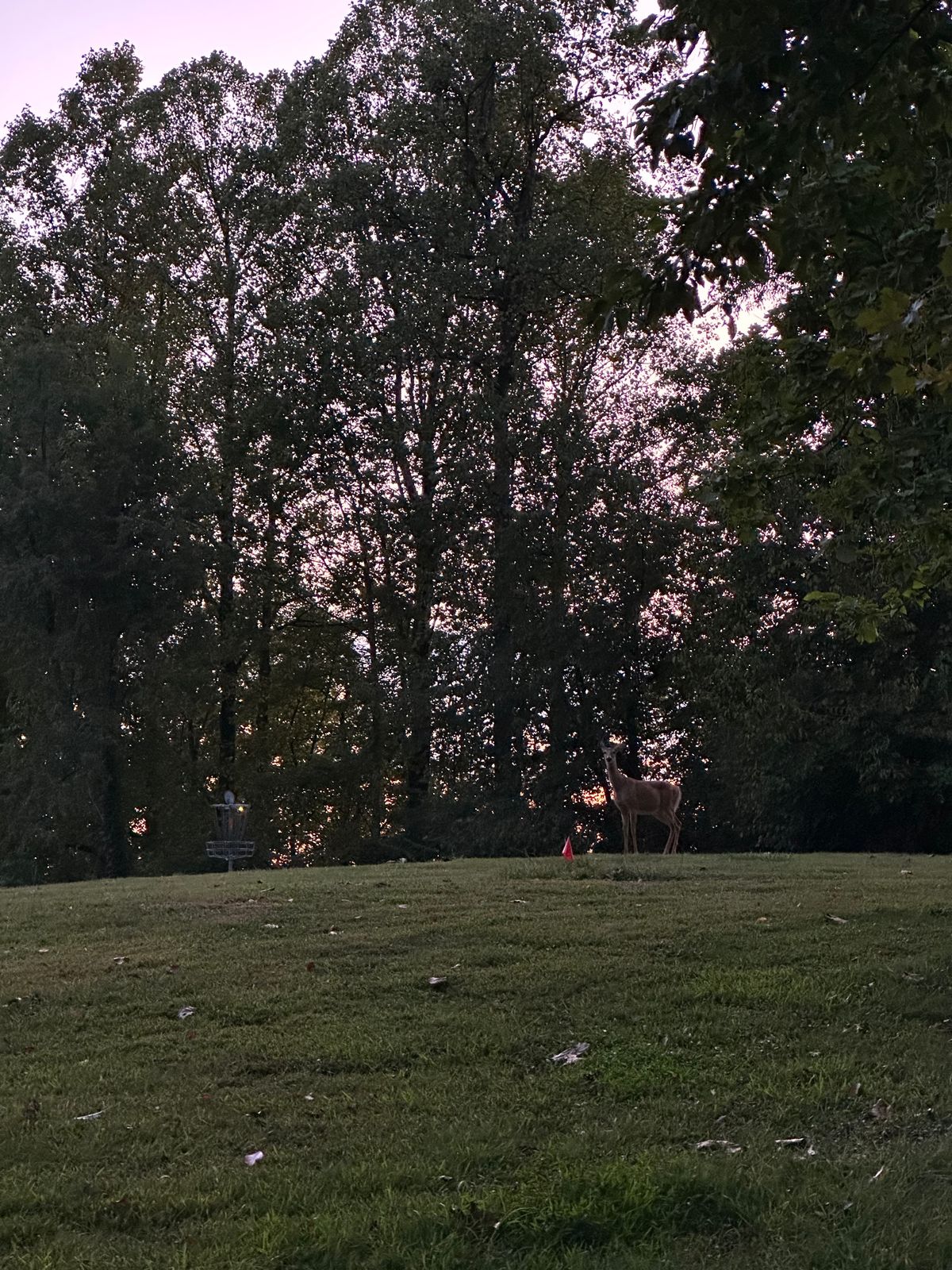 Deer on at least 4 holes. (From 15 looking toward 17)