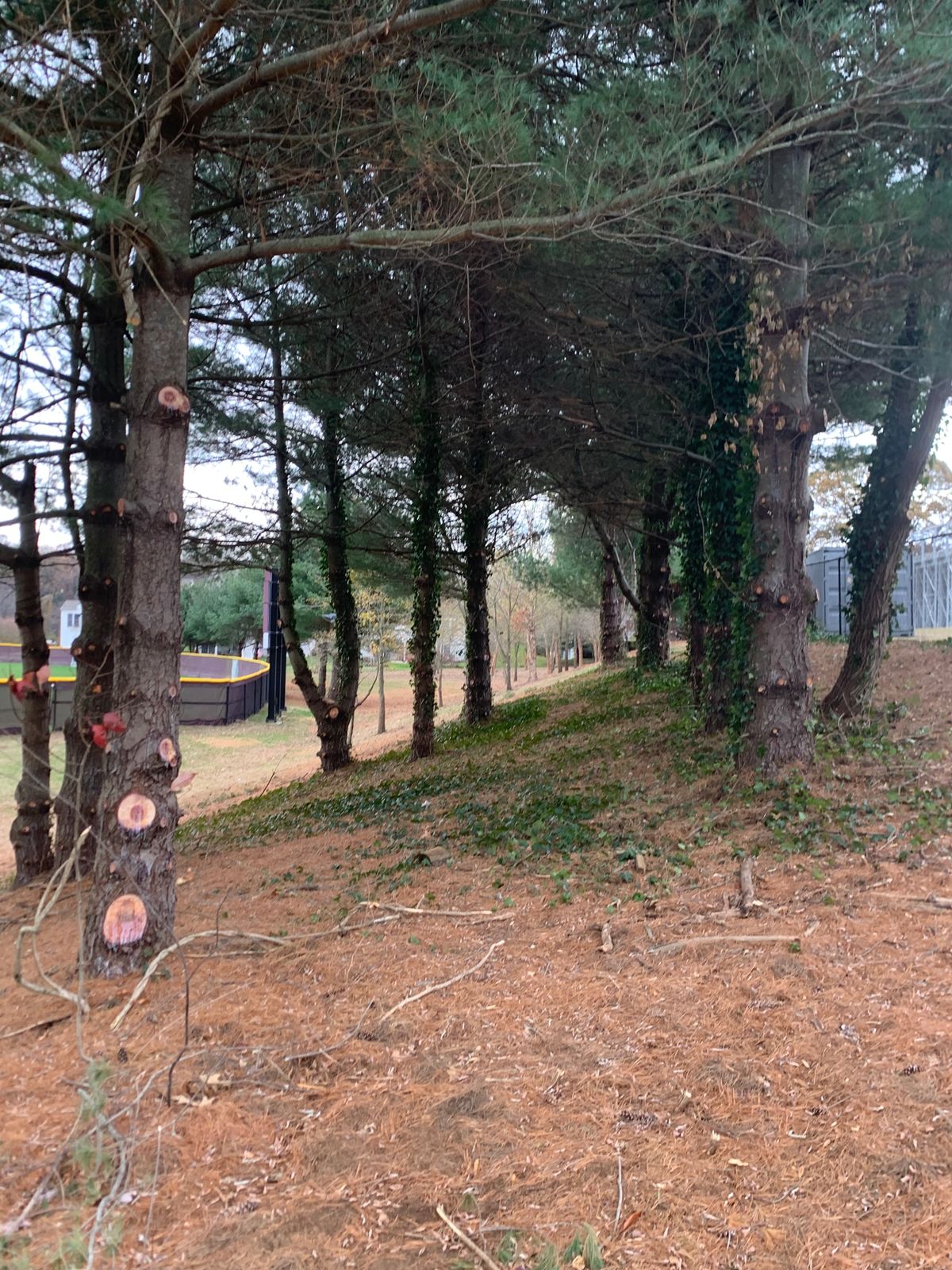 Hole 8 tee area