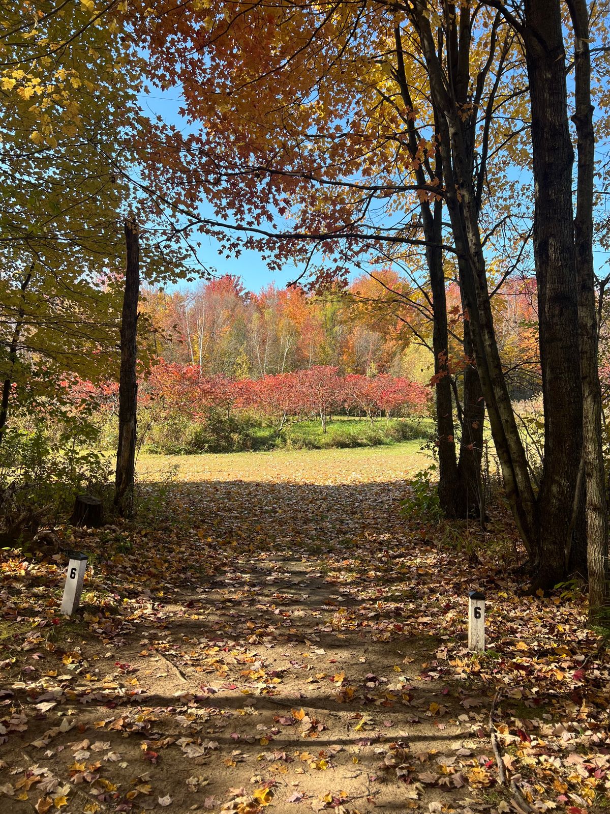 Hole 6 Tee